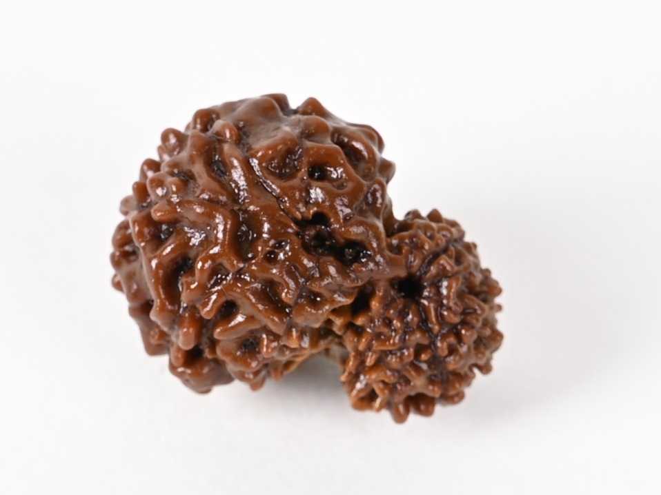 Gauri Shankar Indonesia Origin Rudraksha Bead - Promotes Peace & Strengthen Relationship I 100% Natural & Genuine Quality - Lab Certified
