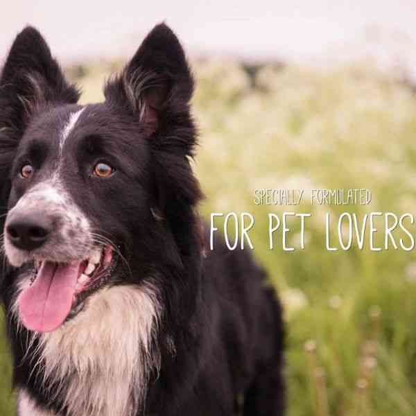 Bio-Groom Coat Polish Spray On-Glosser