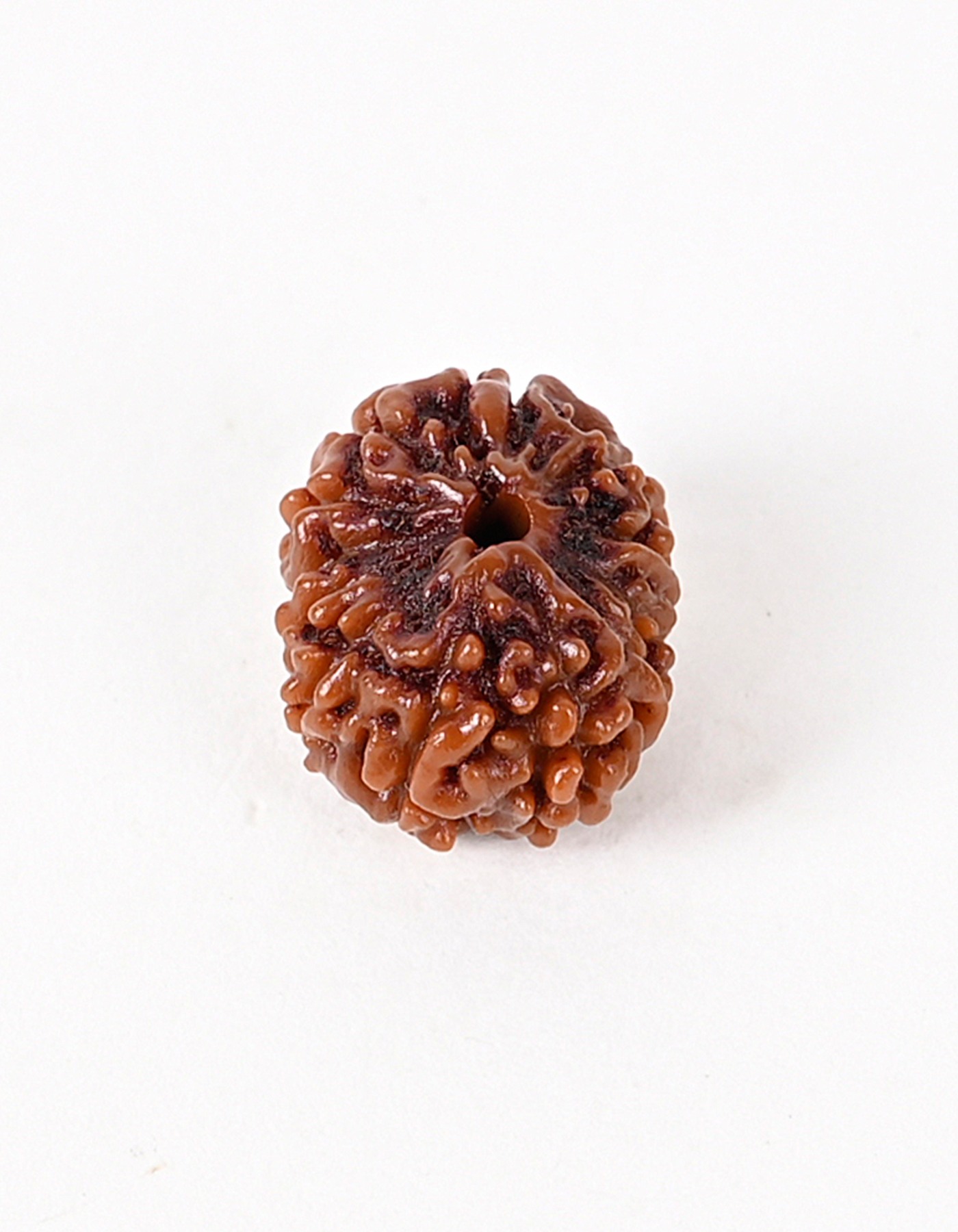 Shiv Ratan Kendra 12 Mukhi Java Origin Rudraksha Beads- Enhances Courage & Patience