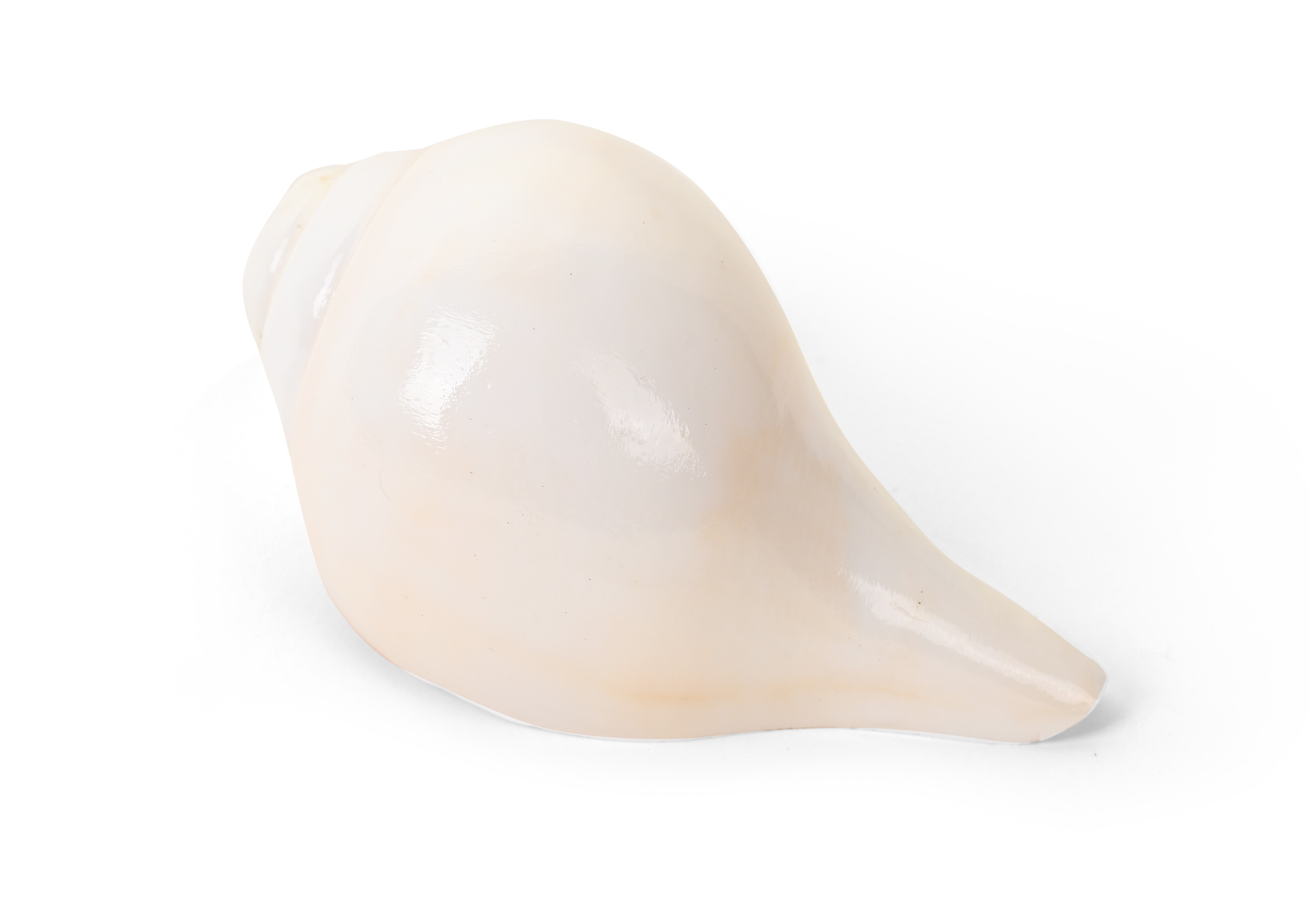 Genuine Quality Shankh