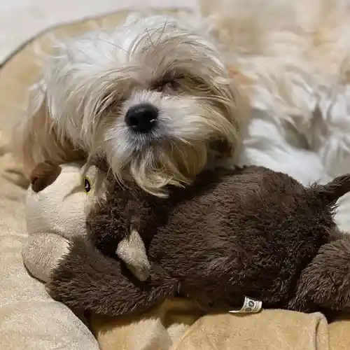Barkbutler Boh The Bear Plush Toy for Dogs (Brown)