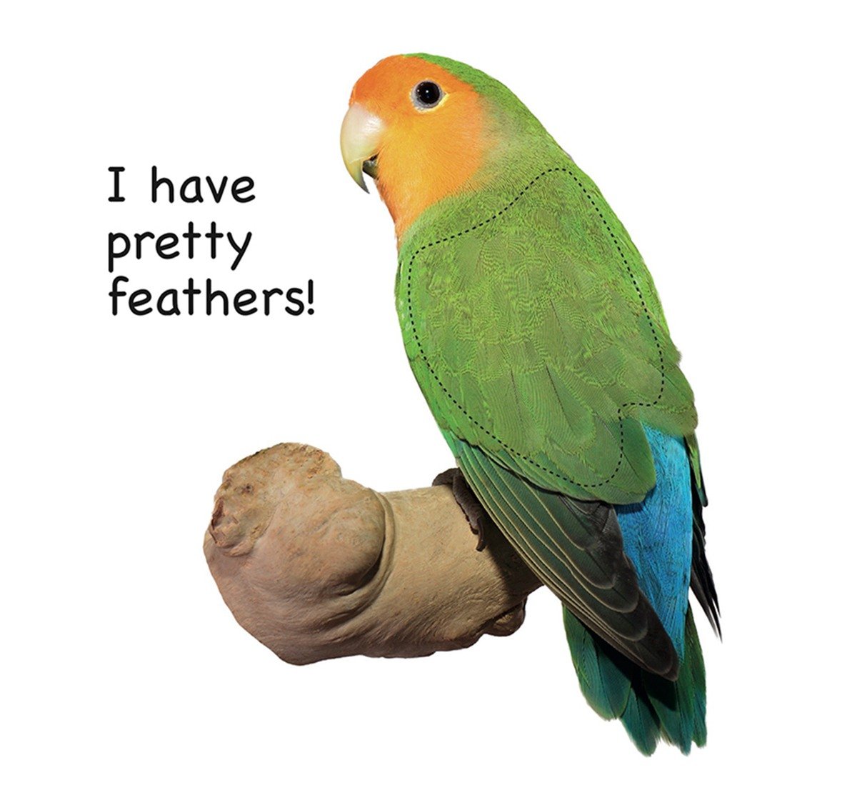 Touch And Feel Pets