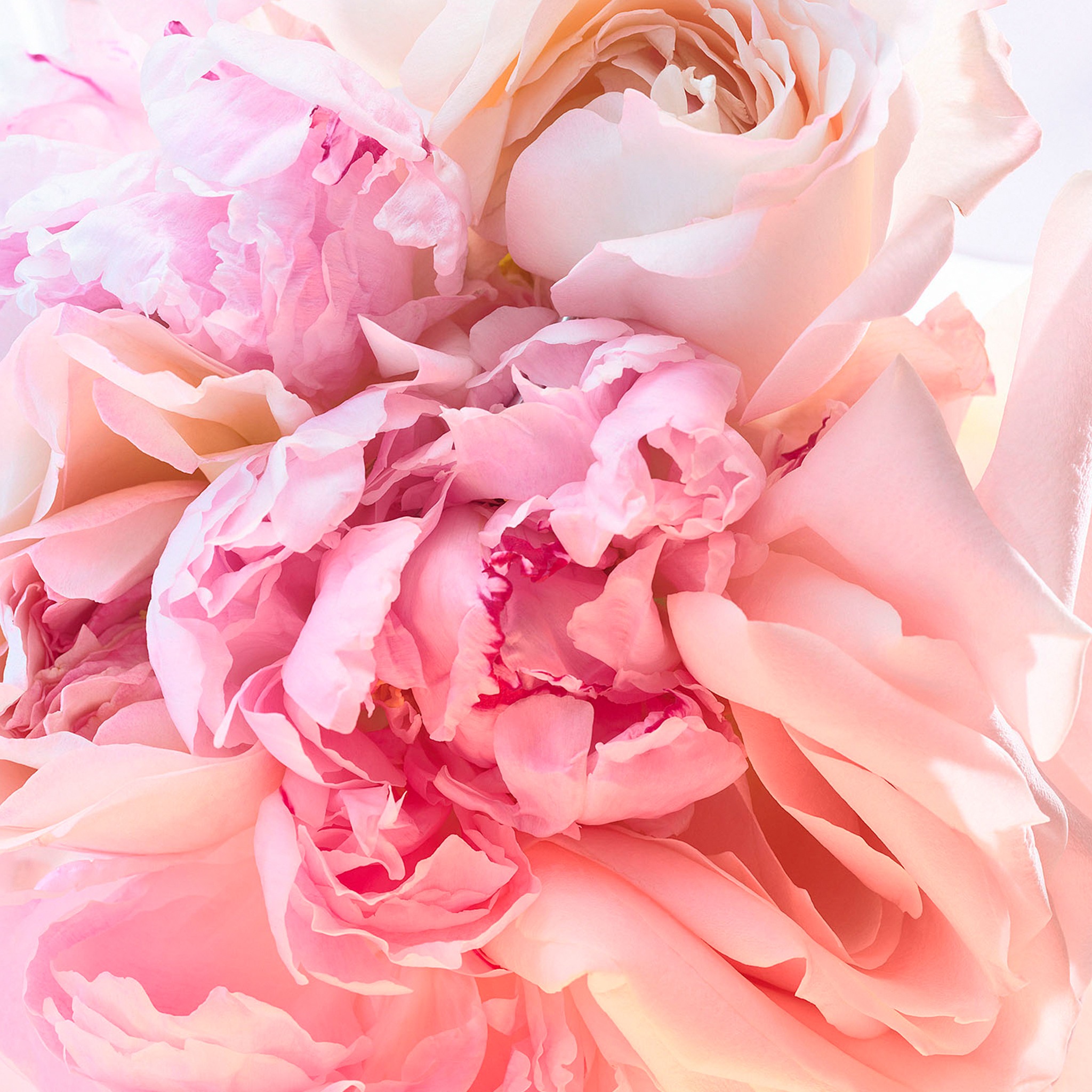 Rose Goldea Blossom Delight Eau De Toilette • 75ml
