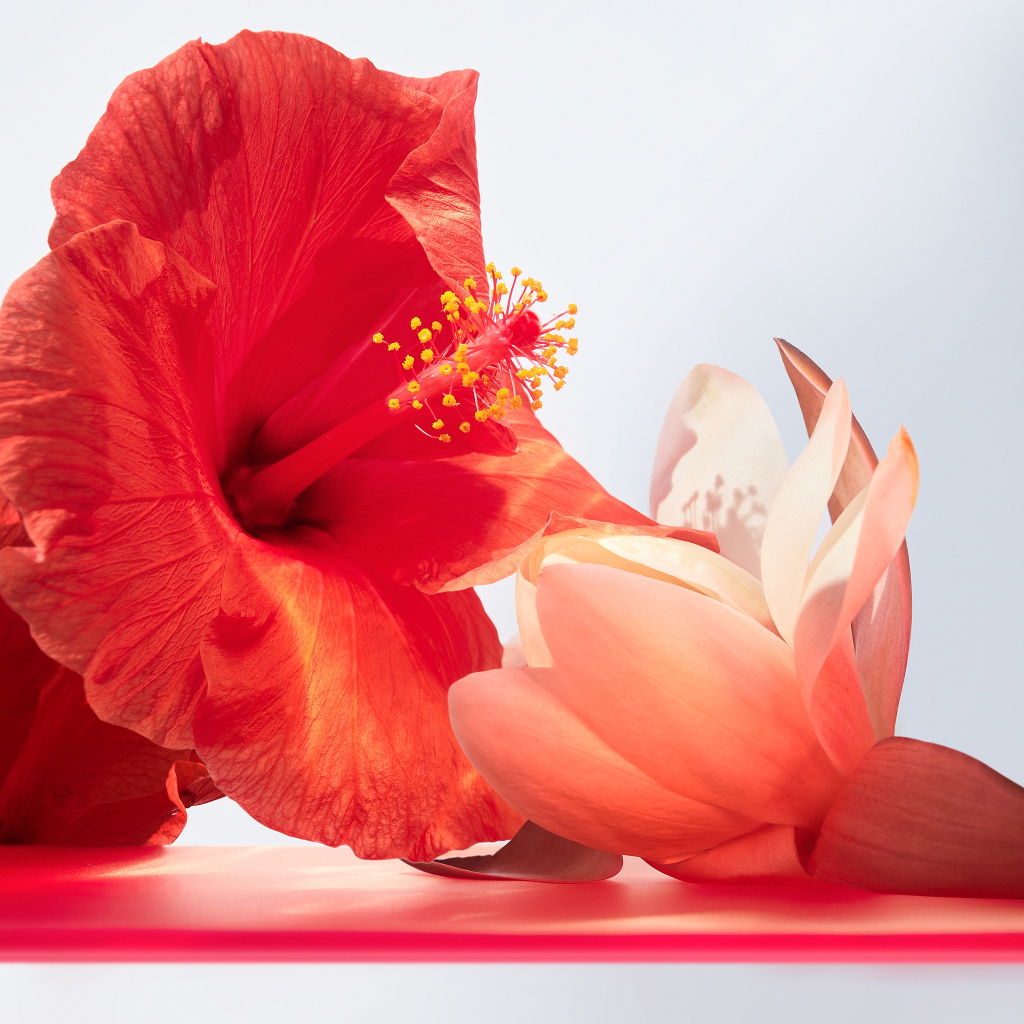 Omnia Coral Eau De Toilette • 100ml