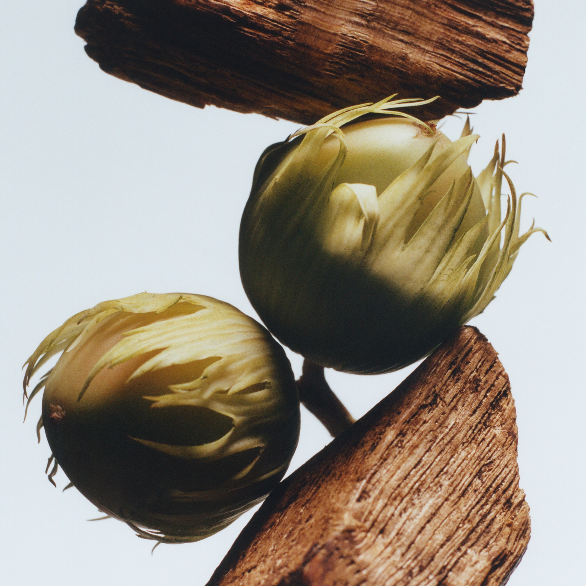 English Oak & Hazelnut Cologne • 100ml