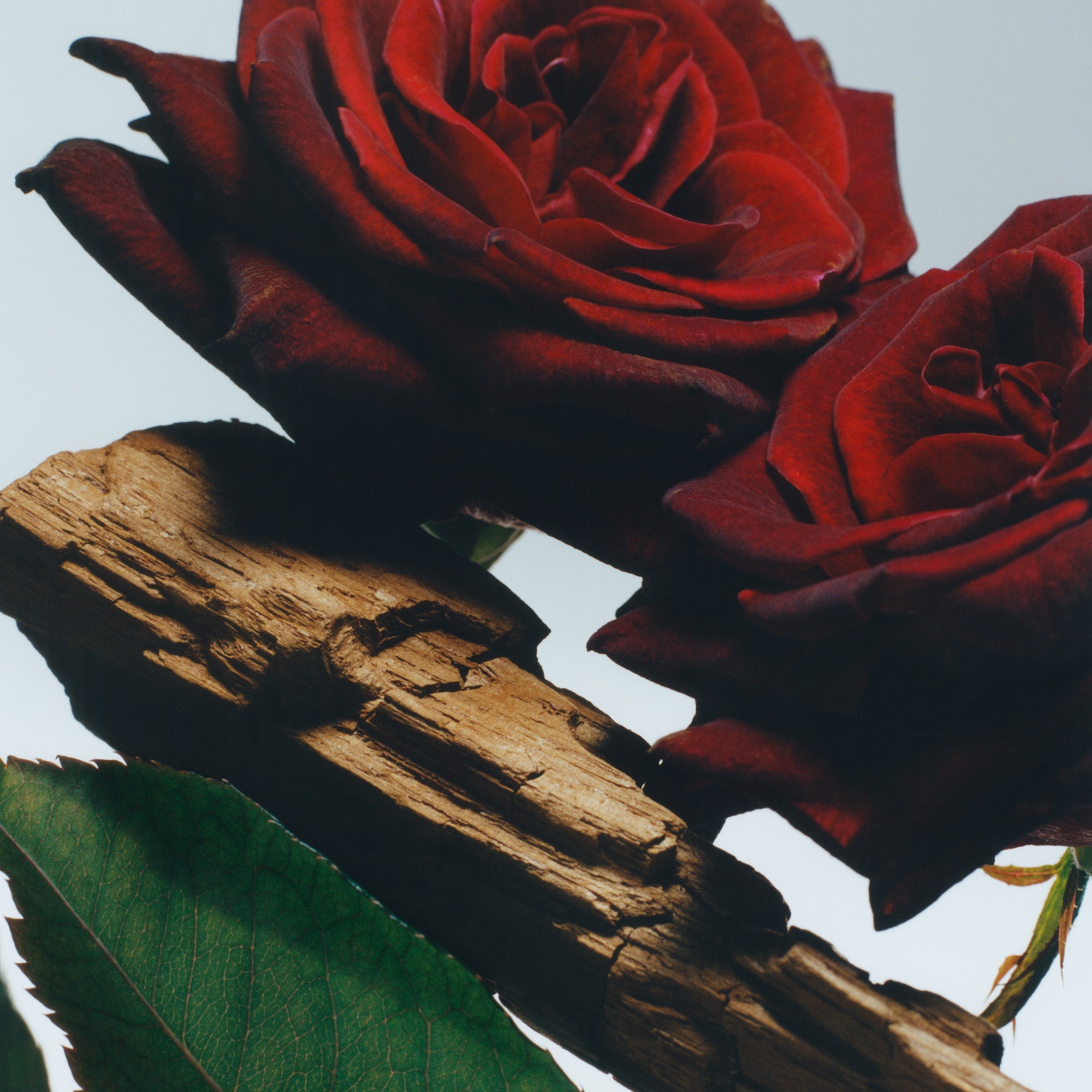 Velvet Rose & Oud • 100ml
