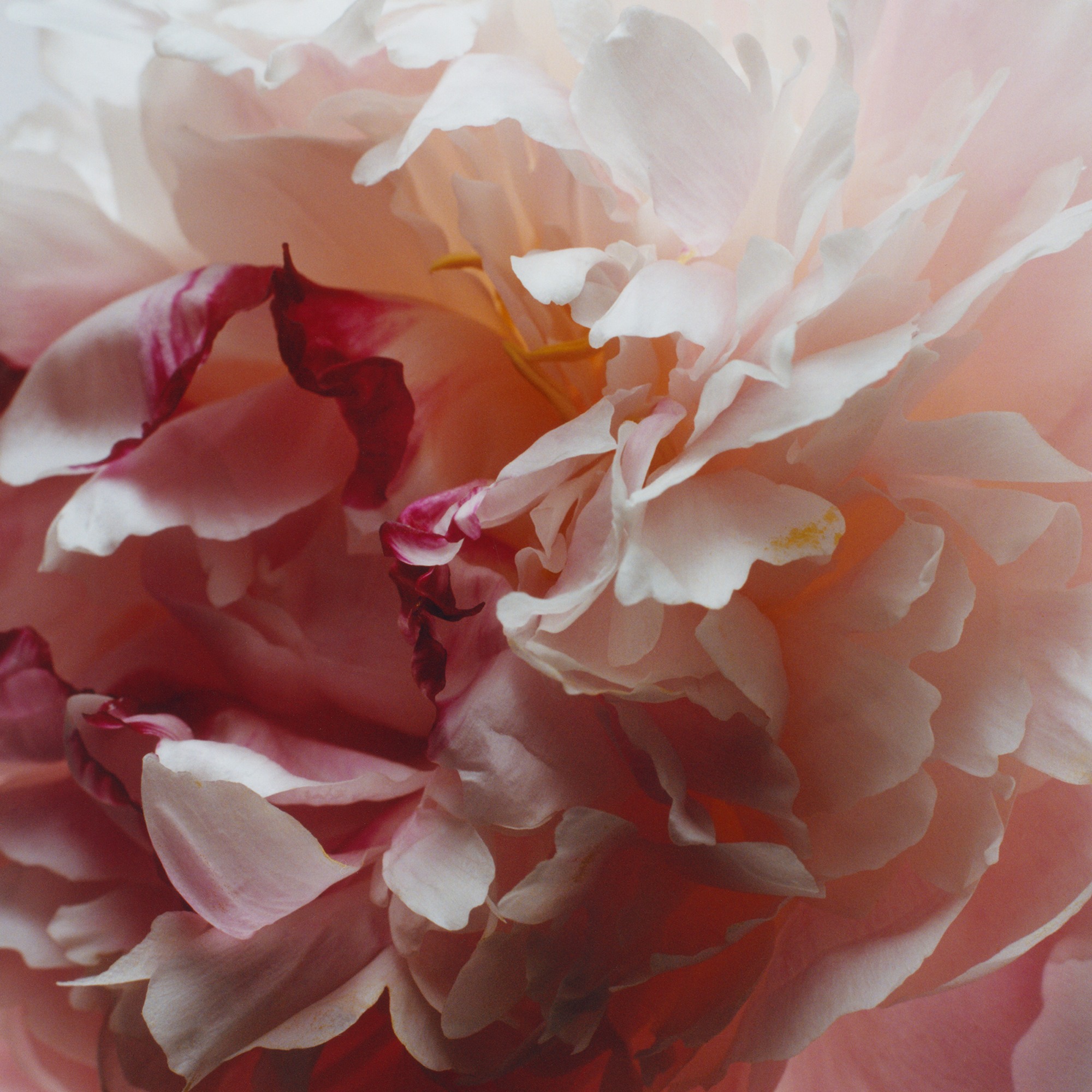 Peony & Blush Suede • 30ml