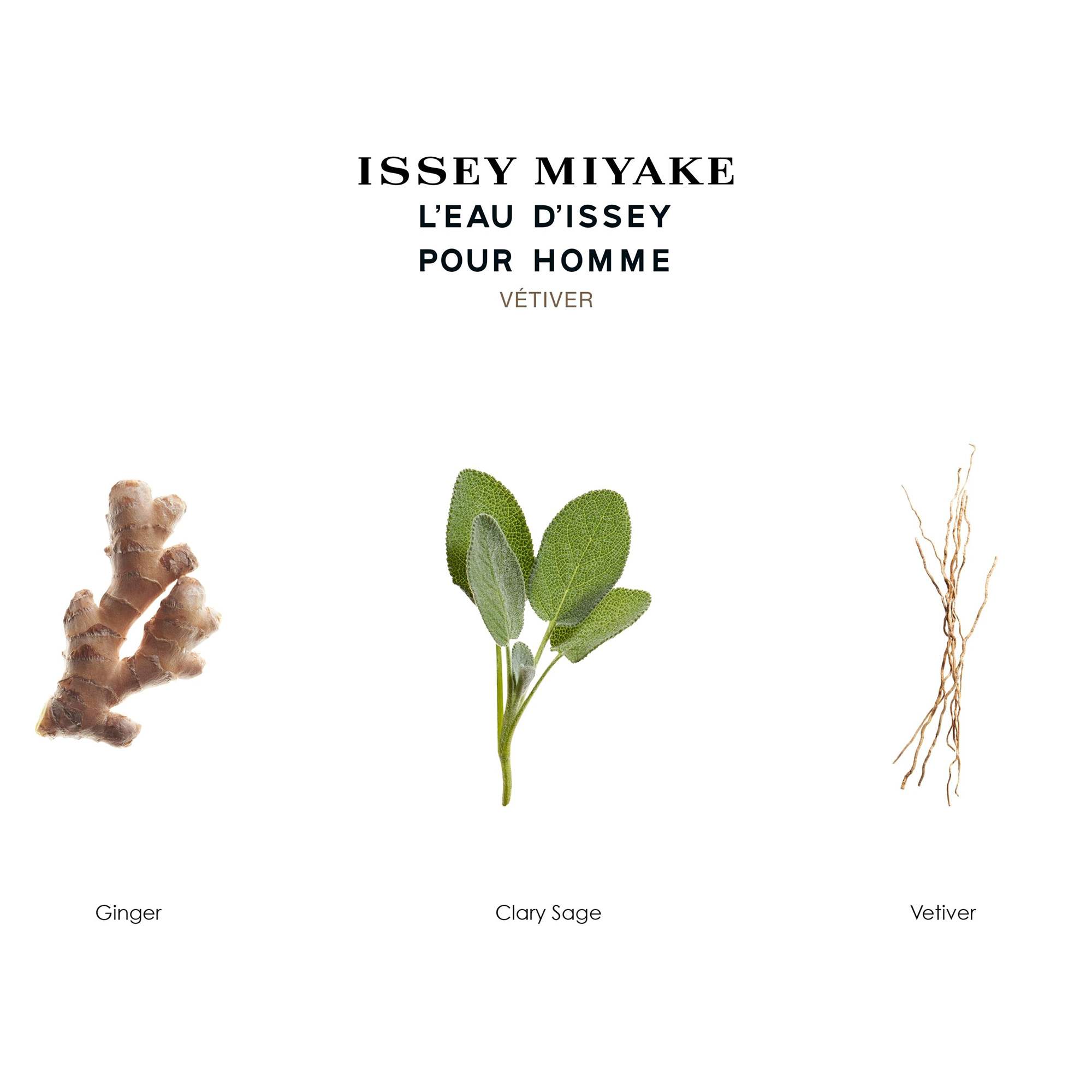 L'Eau D'Issey Pour Homme Vetiver • 50ml