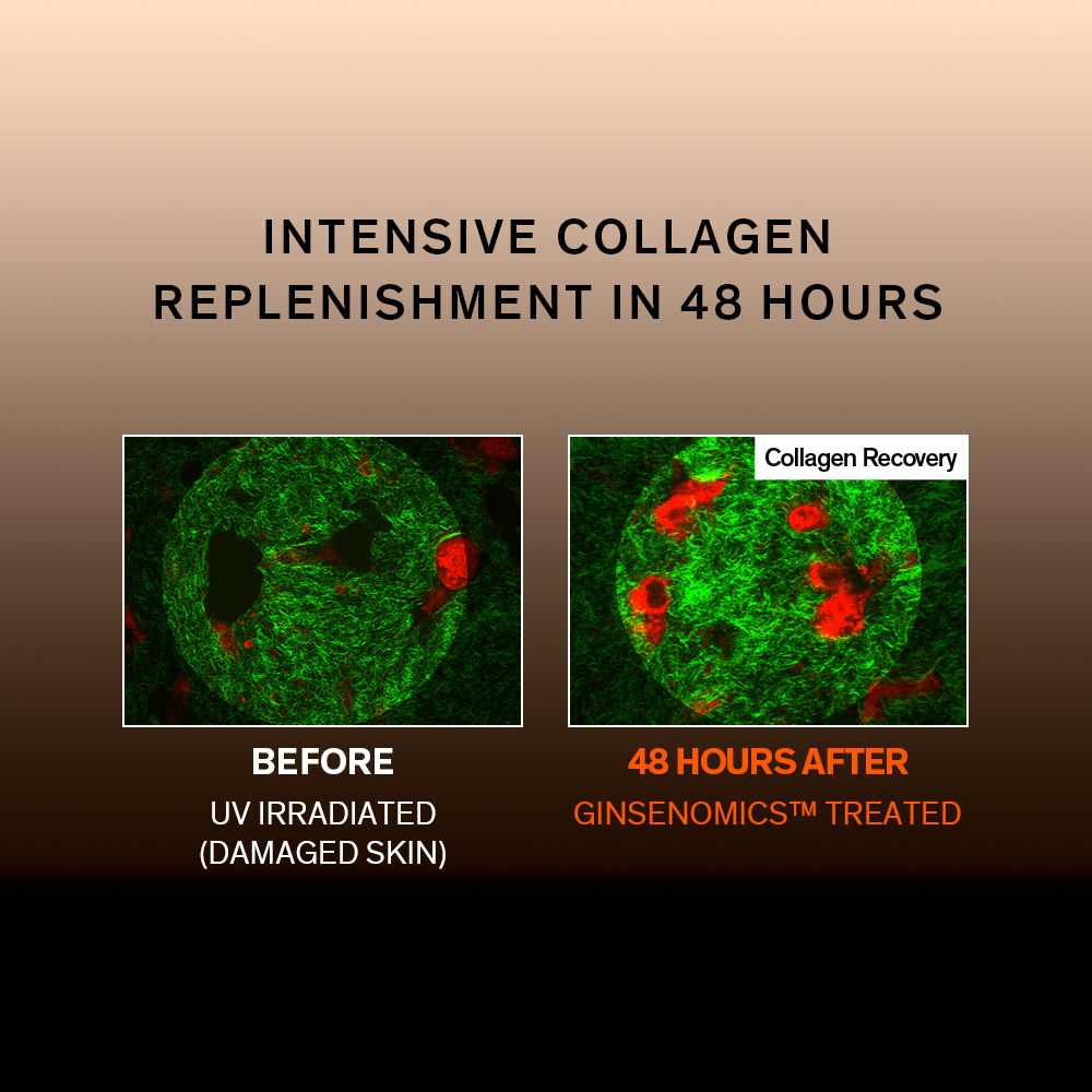 Concentrated Ginseng Rejuvenating Cream • 10ml