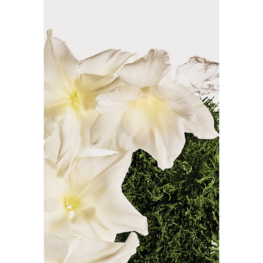 Unisex Hair & Body Perfume Mist • Cotton Musk