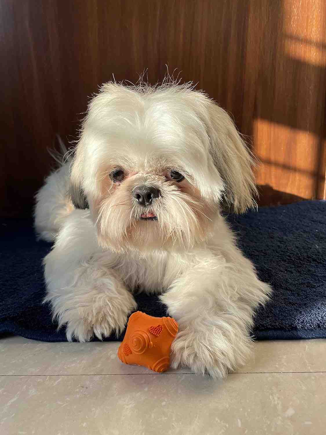 Barkbutler Just A Snitch Orange (5x4.5x4.3 cm) Toy for Dogs