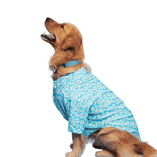 Ezra Polyester Blend Dog Shirt – Daisies