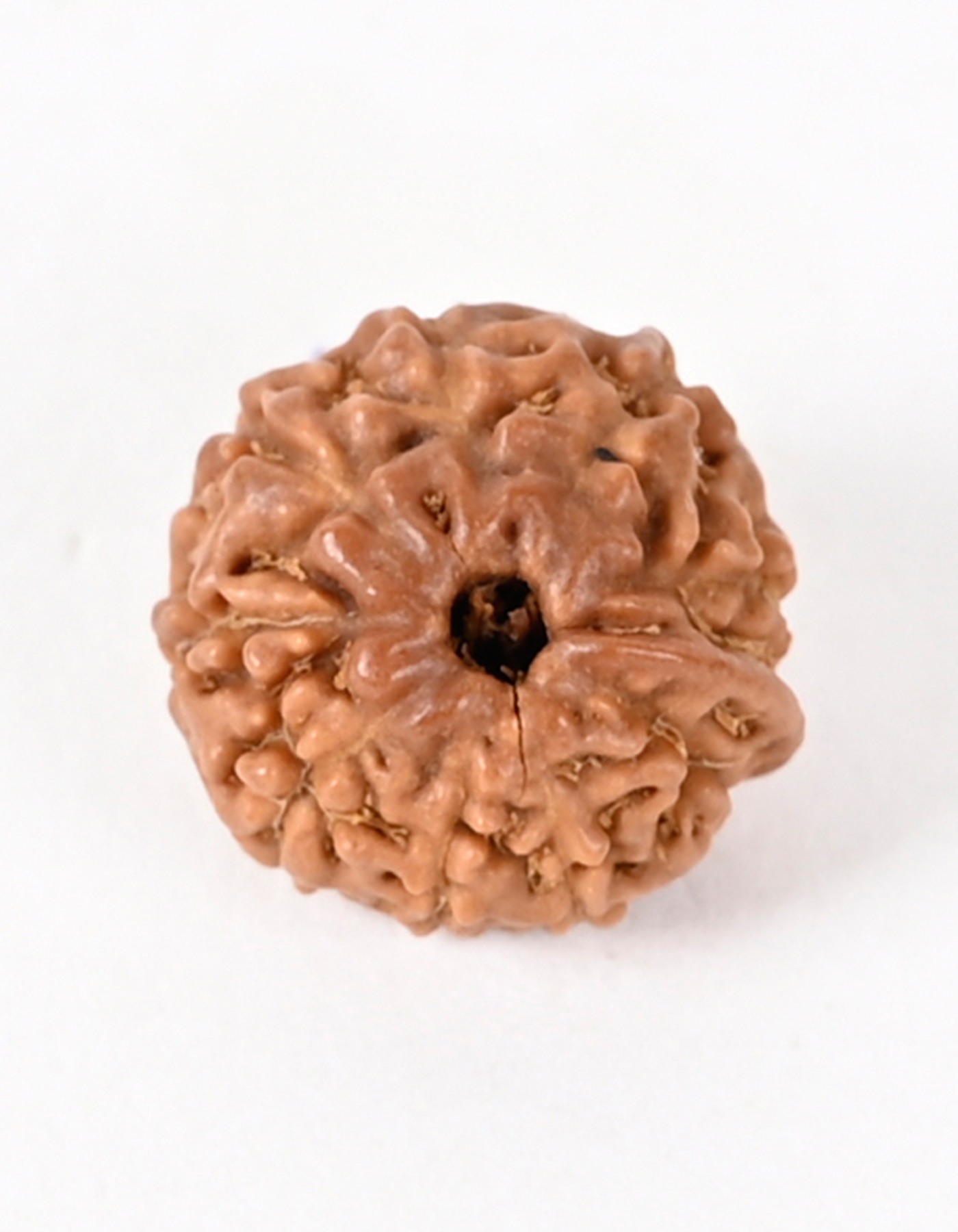 Indonesia Quality Ganesh Rudraksha Bead - Enhances Self-Confidence & Wisdom I 100% Natural & Genuine Quality - Lab Certified