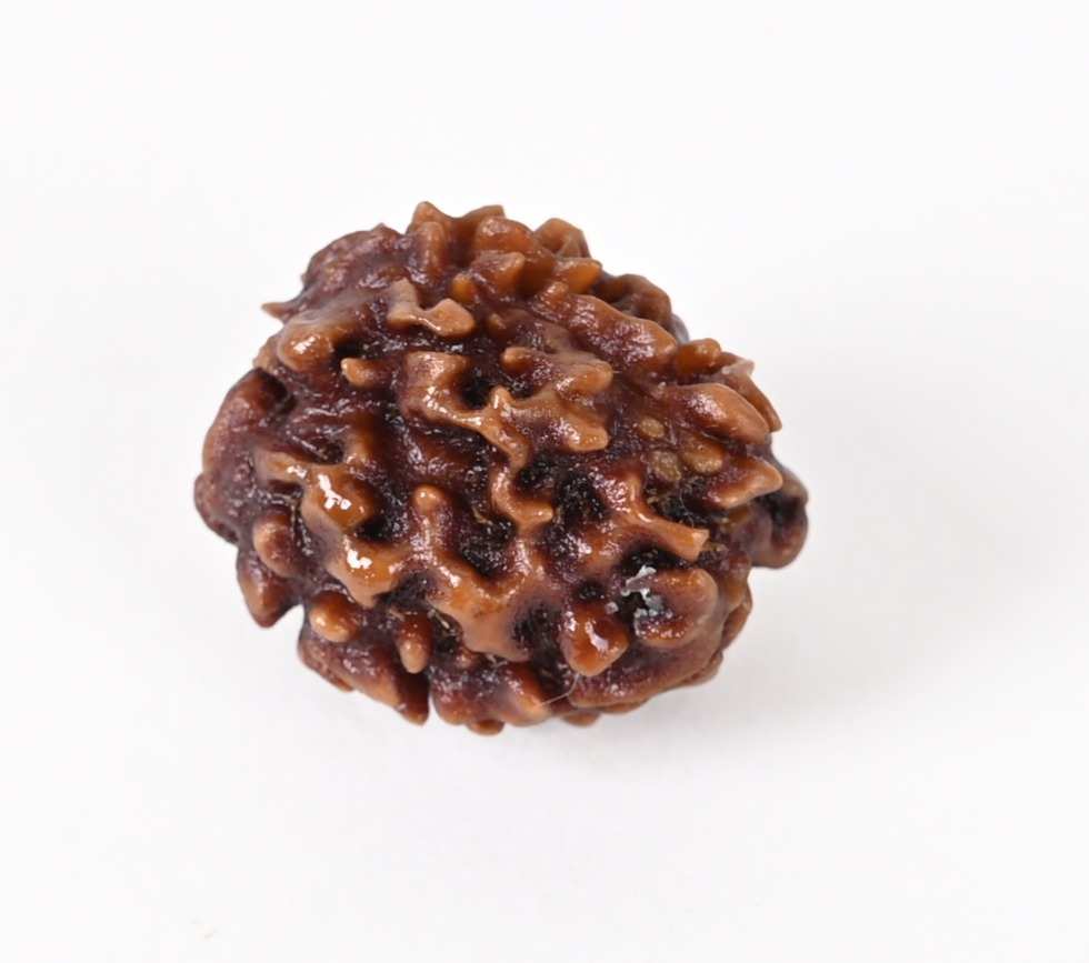 Shiv Ratan Kendra 2 Mukhi Indonesia Quality Rudraksha Beads- Wealth & Prosperity Gain- Genuine Quality & Lab Certified