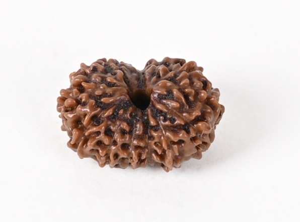 Shiv Ratan Kendra 14 Mukhi Nepali Origin Special Quality Rudraksha Bead- Awakens Spirituality & Enhances Concentration