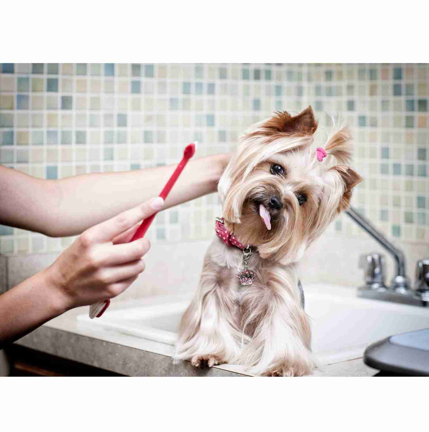 Trixie Toothbrush for Dogs and Cats (Set of 4)