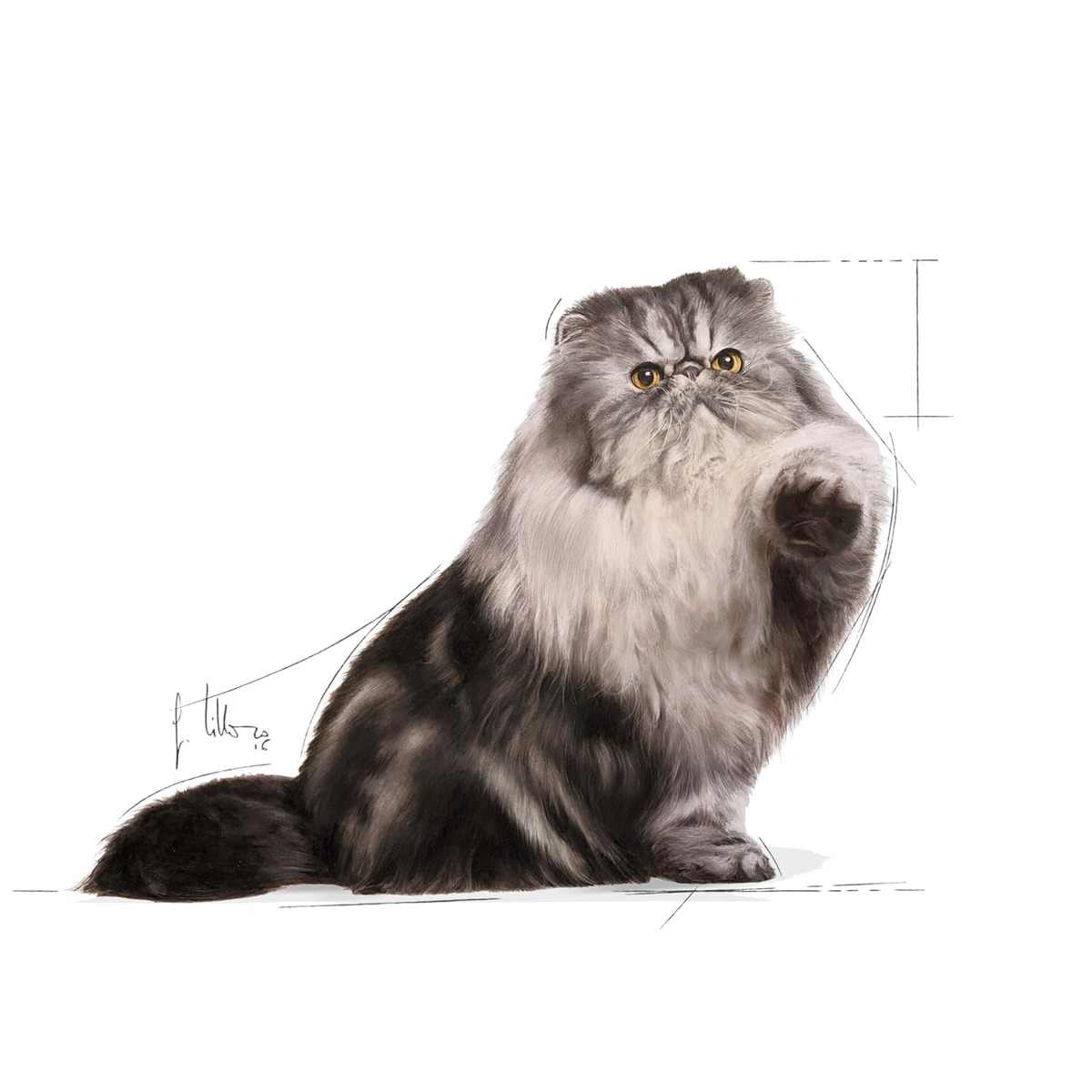 Royal Canin Persian Adult Wet Cat Food - 85 g