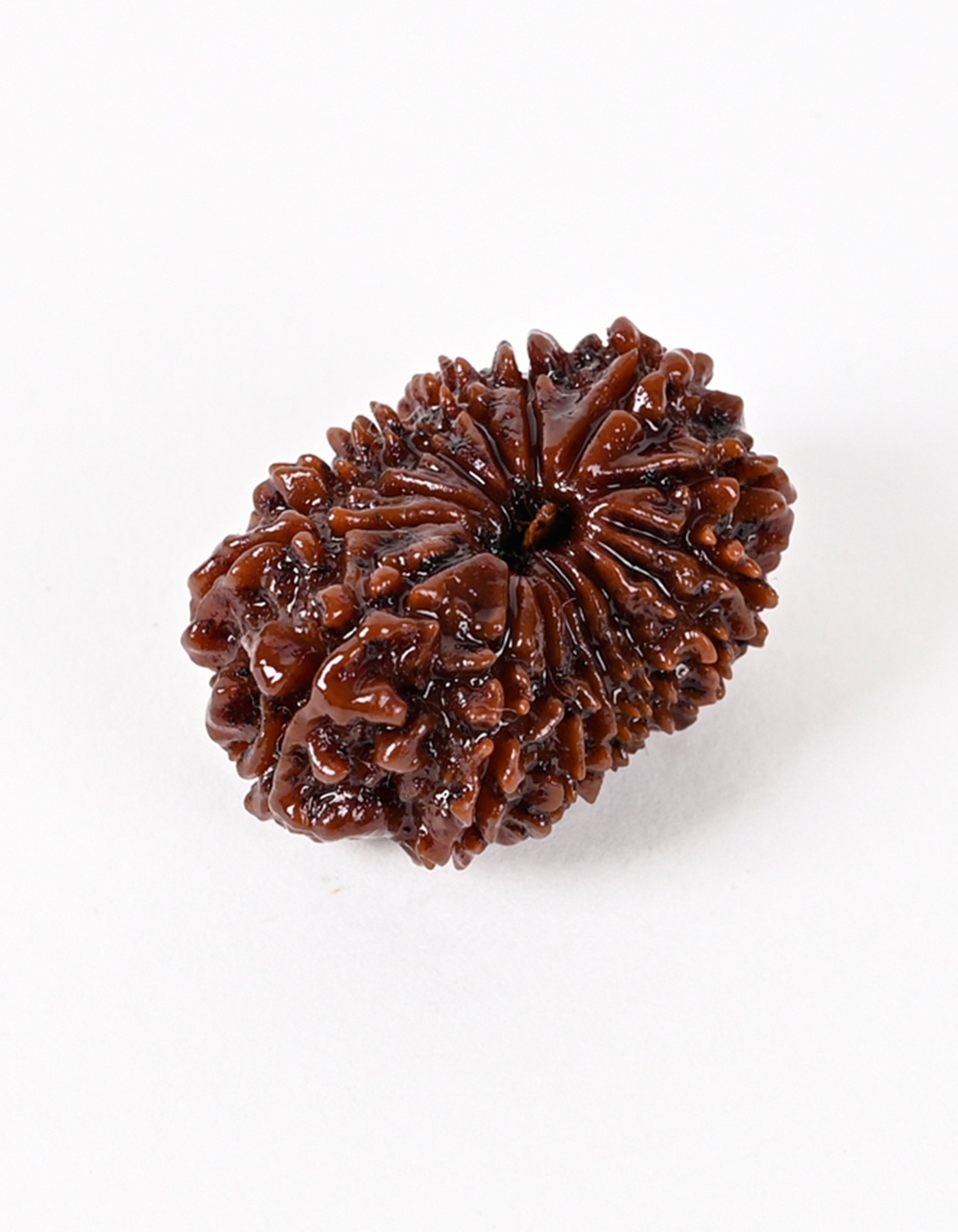 Shiv Ratan Kendra 14 Mukhi Nepali Origin Special Quality Rudraksha Beads- Awakens Spirituality & Enhances Concentration