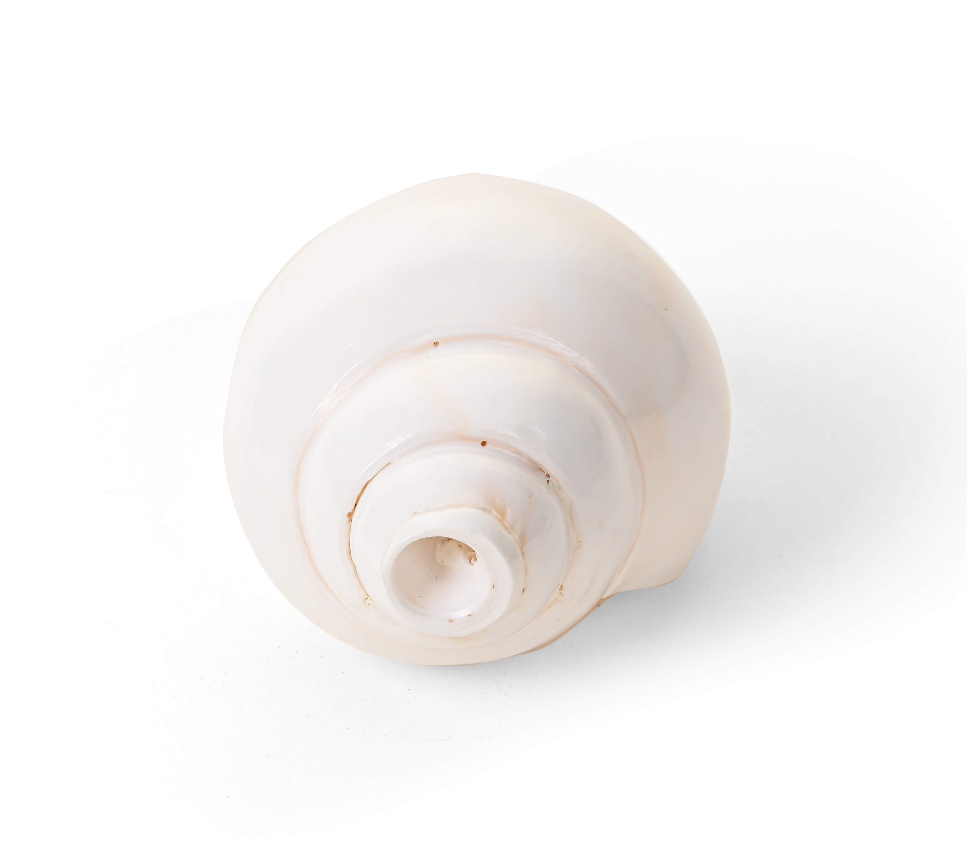 Genuine Quality Shankh