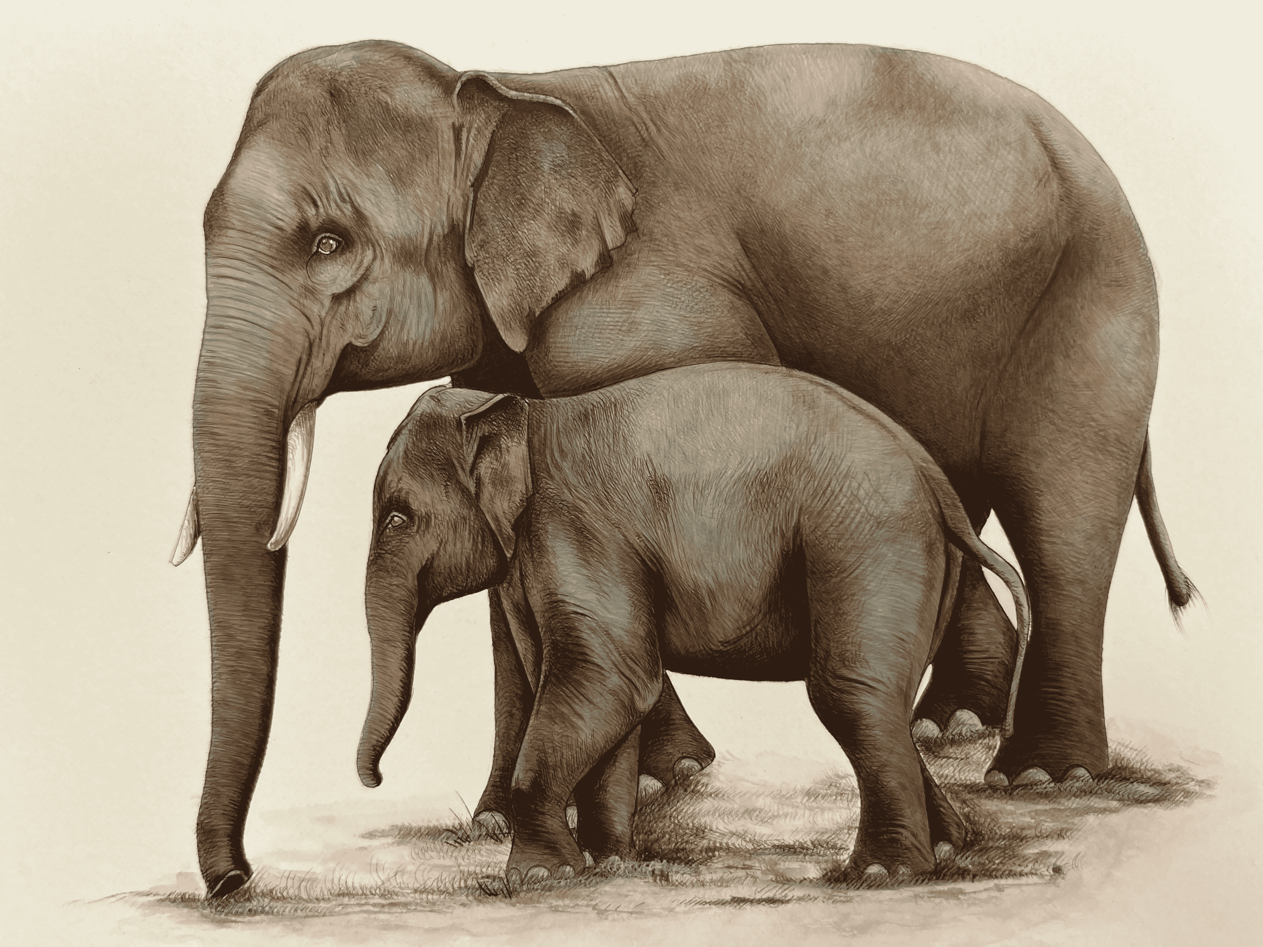 Elephant Mother and Son Depicting love In Miniature Painting