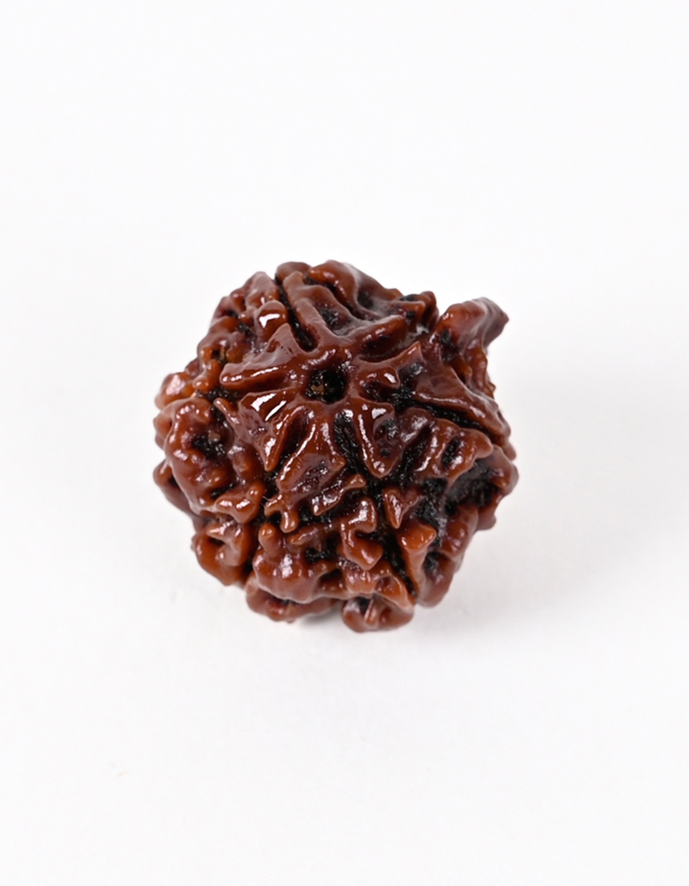 Nepal Quality Ganesh Rudraksha Bead - Enhances Self-Confidence & Wisdom I 100% Natural & Genuine Quality - Lab Certified