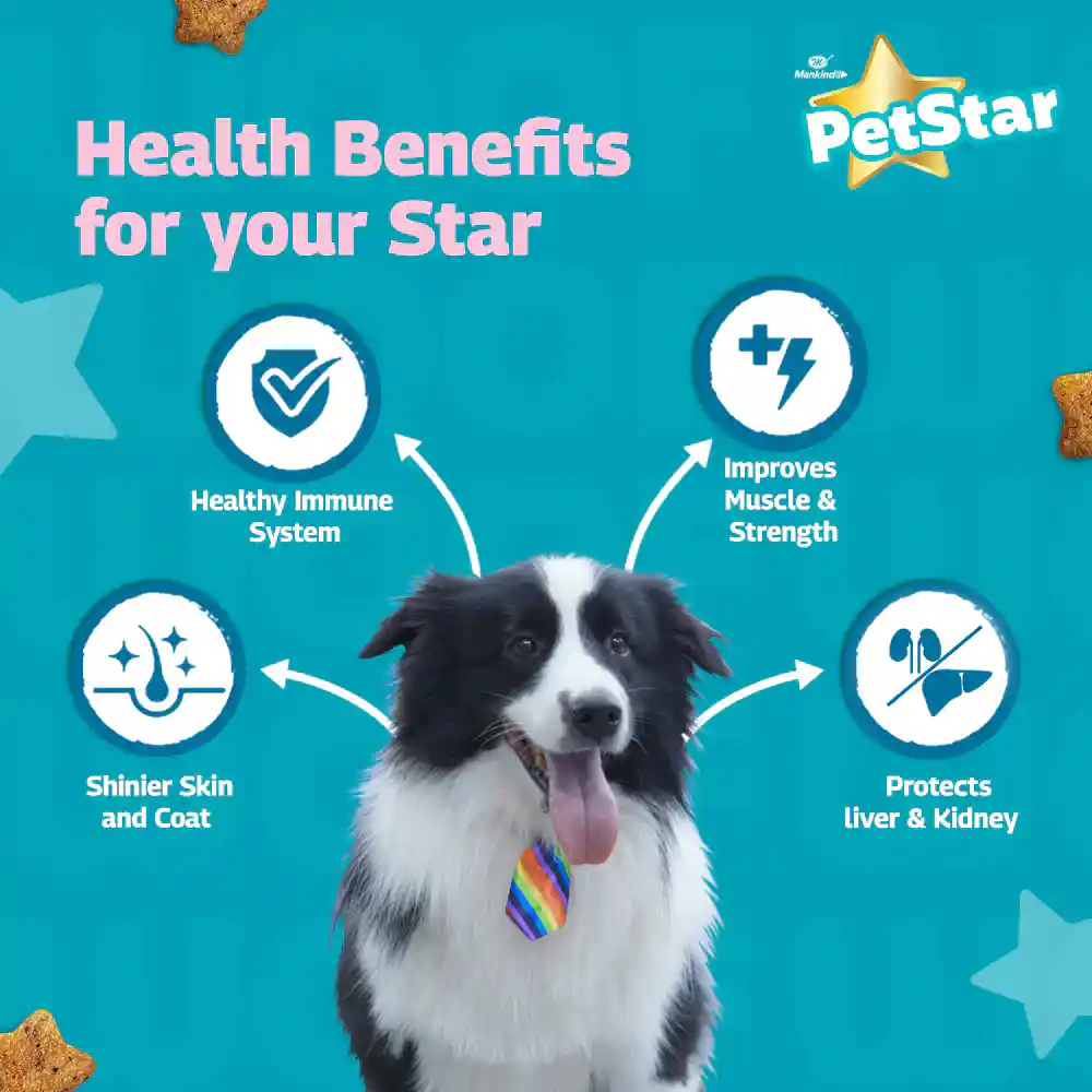 Petstar Chicken and Wheat Adult Dog Dry Food