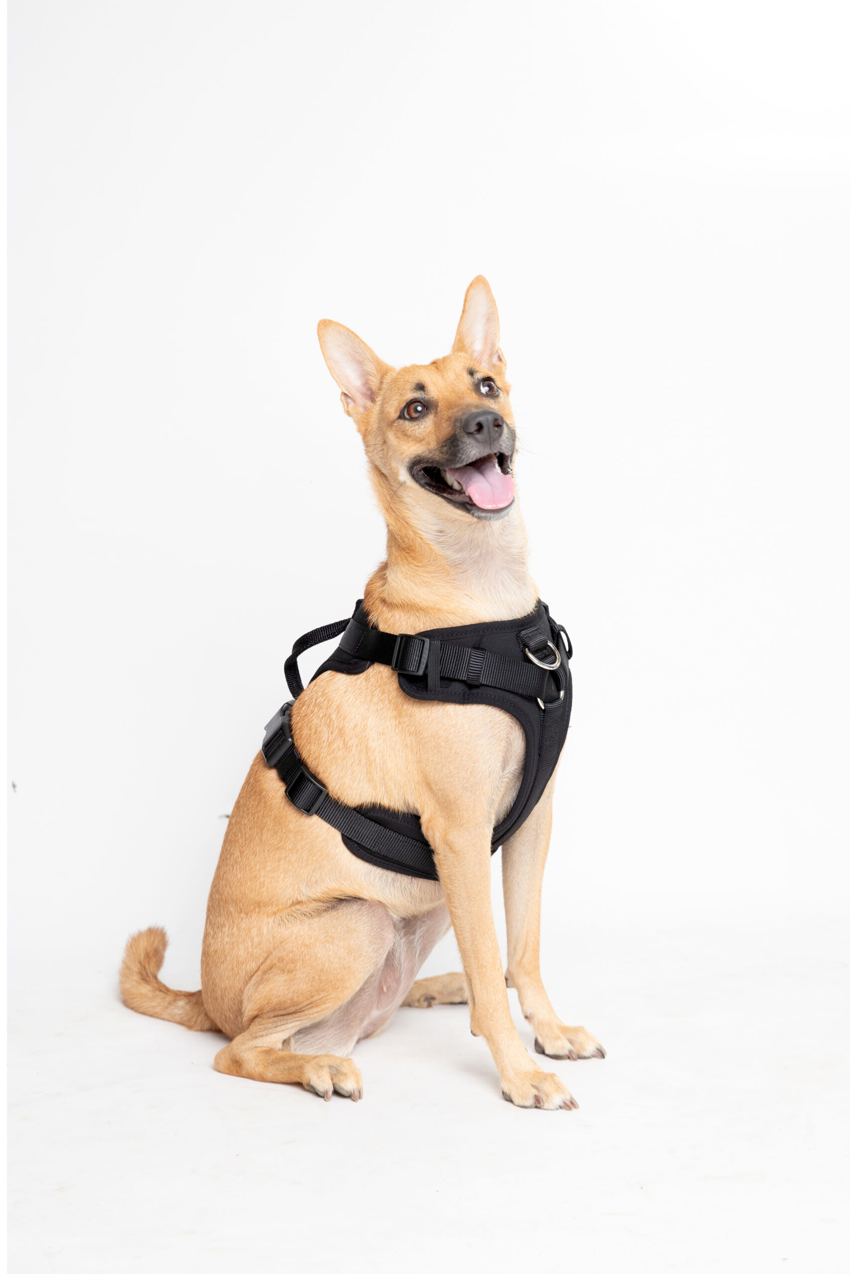 Ezra Neoprene Harness For Dogs - Black