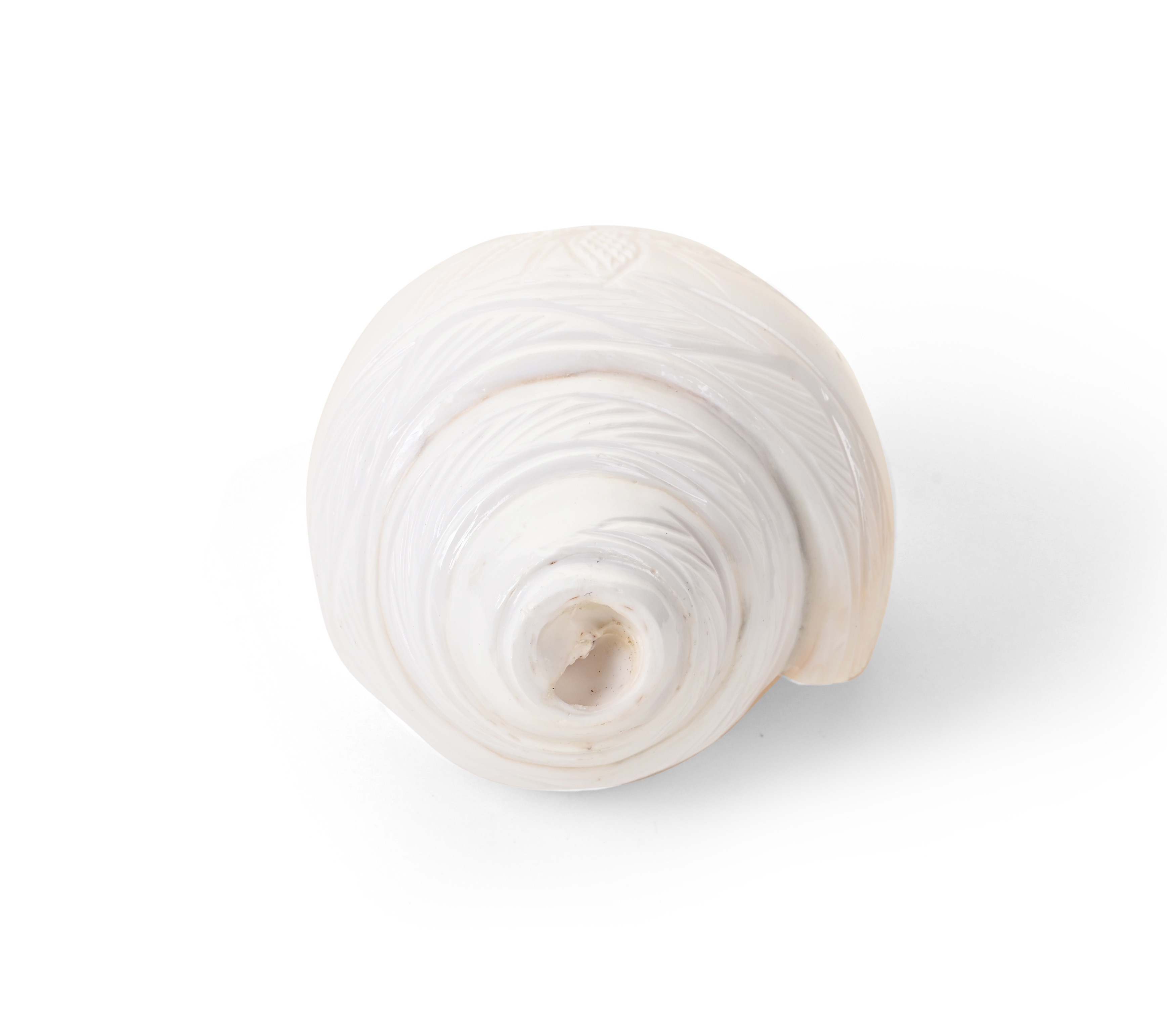 Genuine Quality Shankh