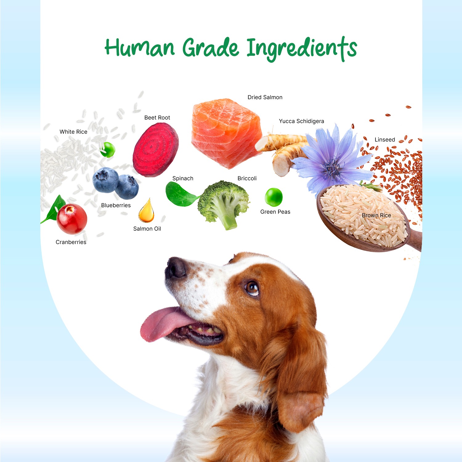 Well Fed Beneficial Grain Salmon and Veggies Dry Food for Dogs
