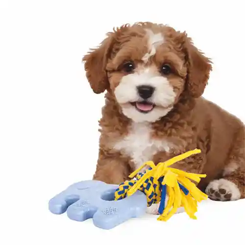 Zippy Paws ZippyTuff Teether Elliot the Elephant Plush Toy for Dogs