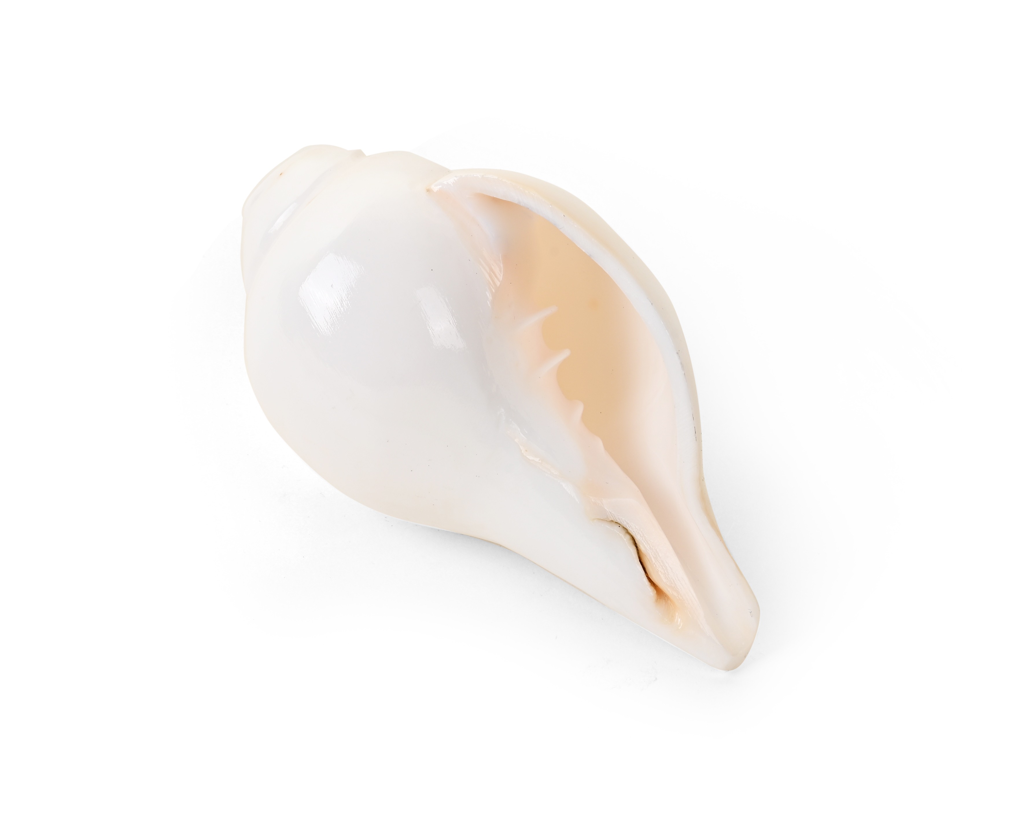 Genuine Quality Shankh