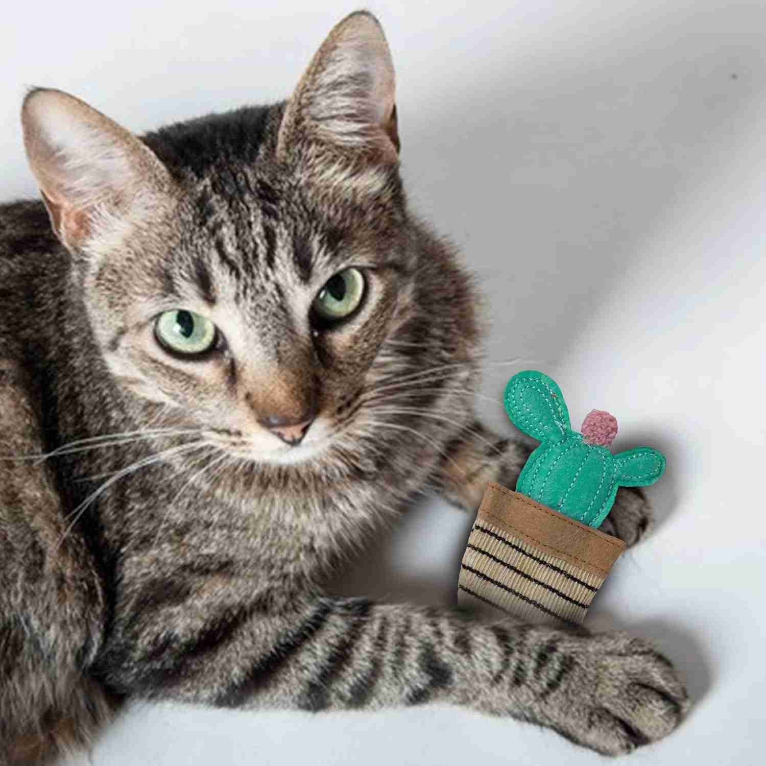 Barkbutler Fofos Cat Toys Blue Cactus for Cats