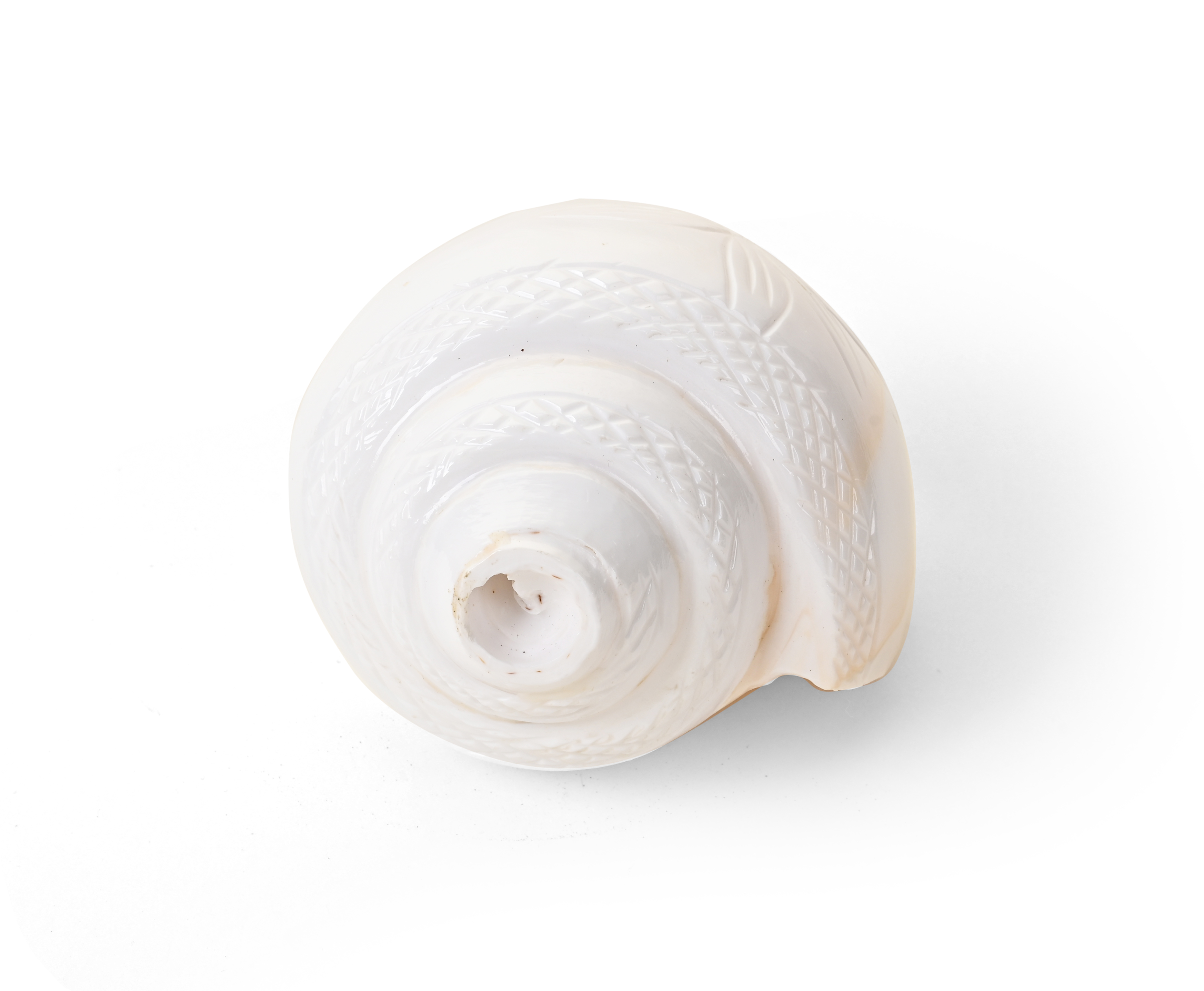 Genuine Quality Shankh