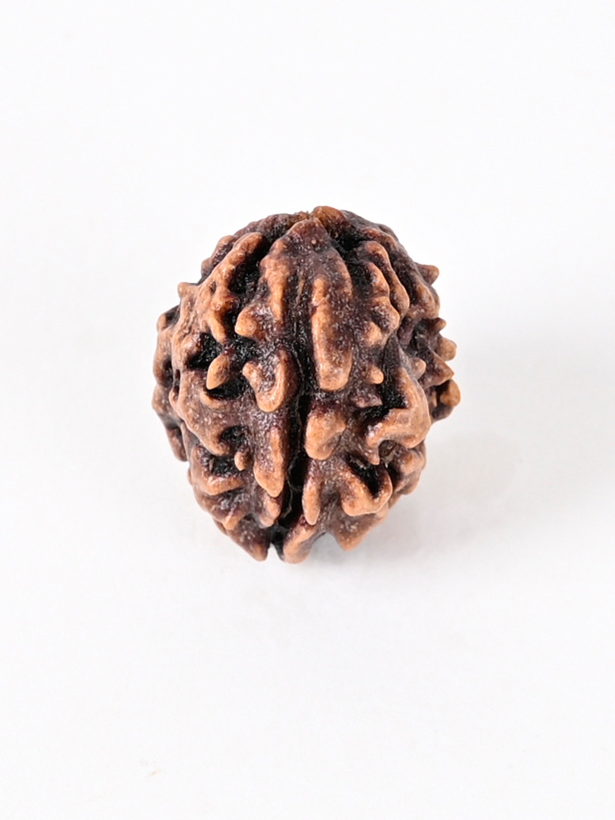 Shiv Ratan Kendra 1 Mukhi India Quality(Uttarakhand Origin) Rudraksha Bead - Spiritual & Financial Gain -Genuine & Lab Certified