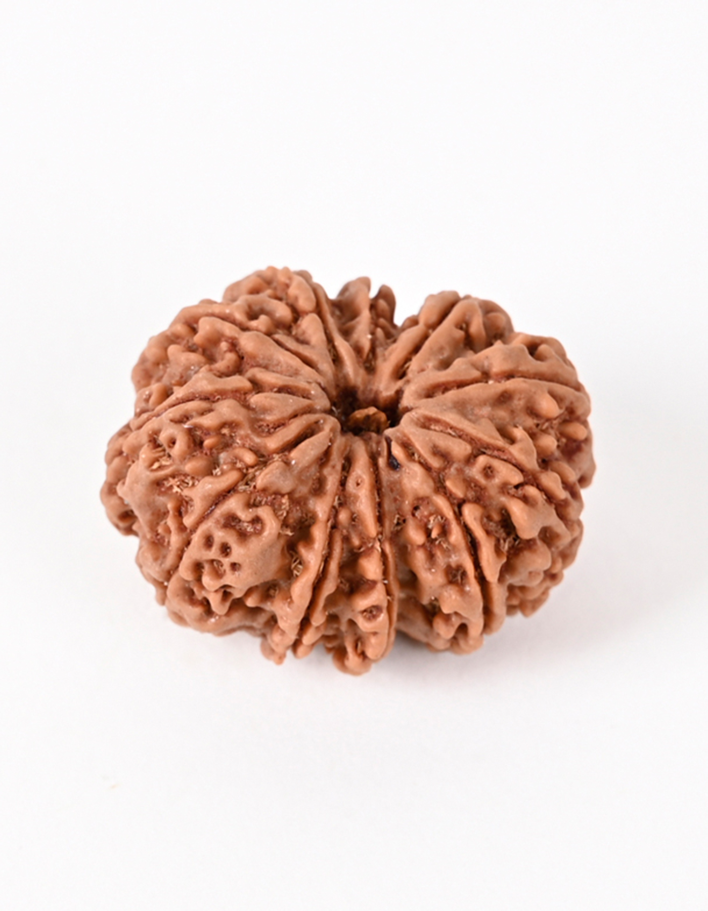 Shiv Ratan Kendra 11 Mukhi Nepali Super Special Rudraksha Bead - Enhances Fearlessness & Self-Confidence