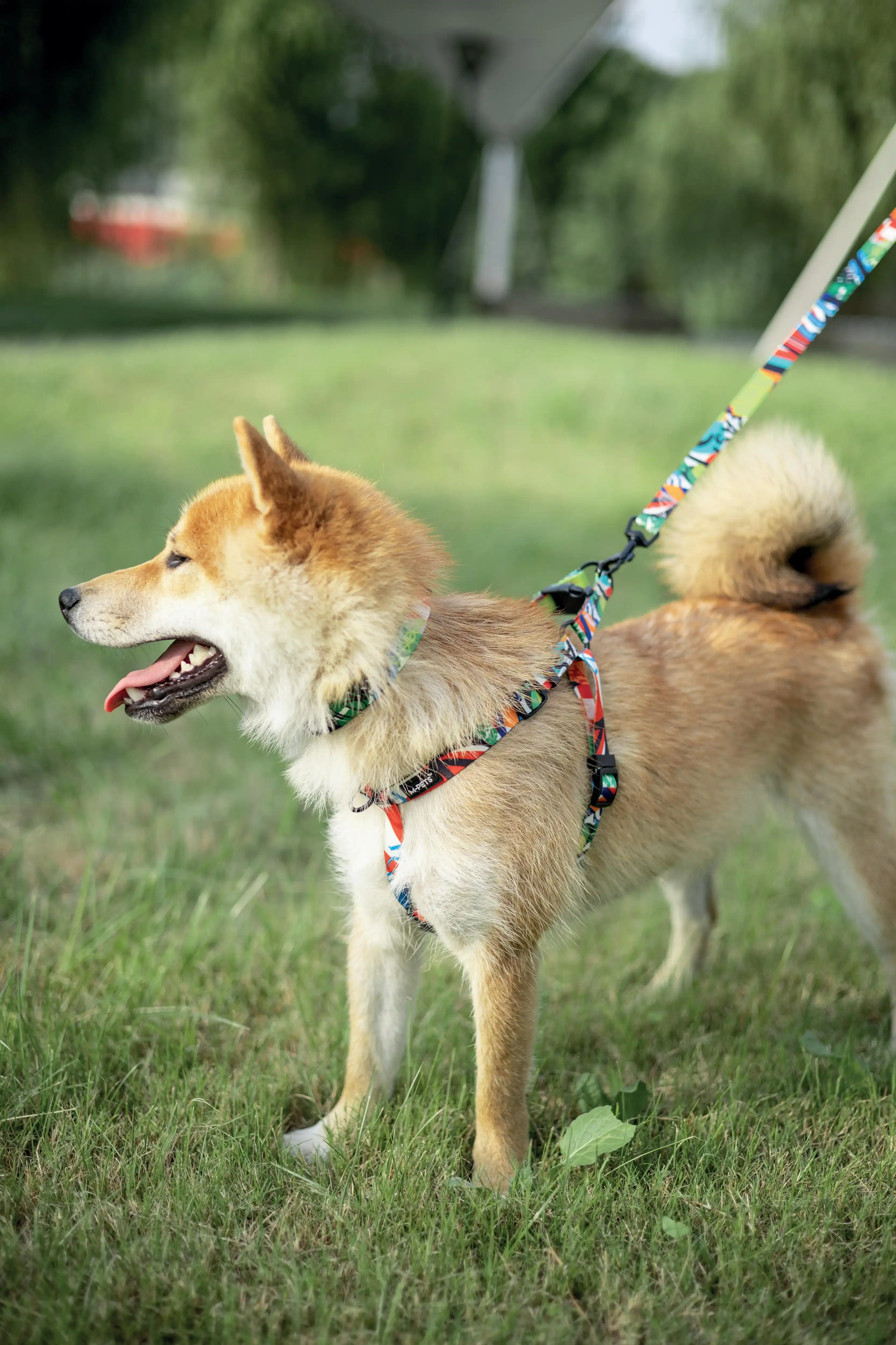 M-Pets Urban Style Freestyle Leash for Dogs