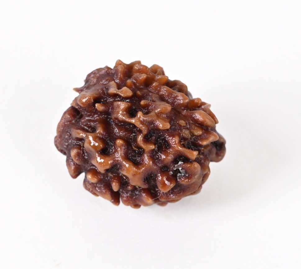 Shiv Ratan Kendra 2 Mukhi Quality Rudraksha Bead- Wealth & Prosperity Gain - Genuine Quality & Lab Certified