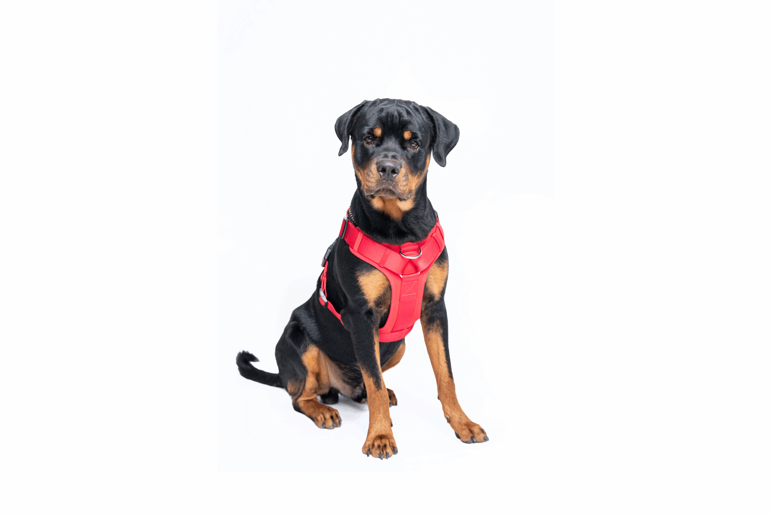 Ezra Neoprene Harness For Dogs - Red