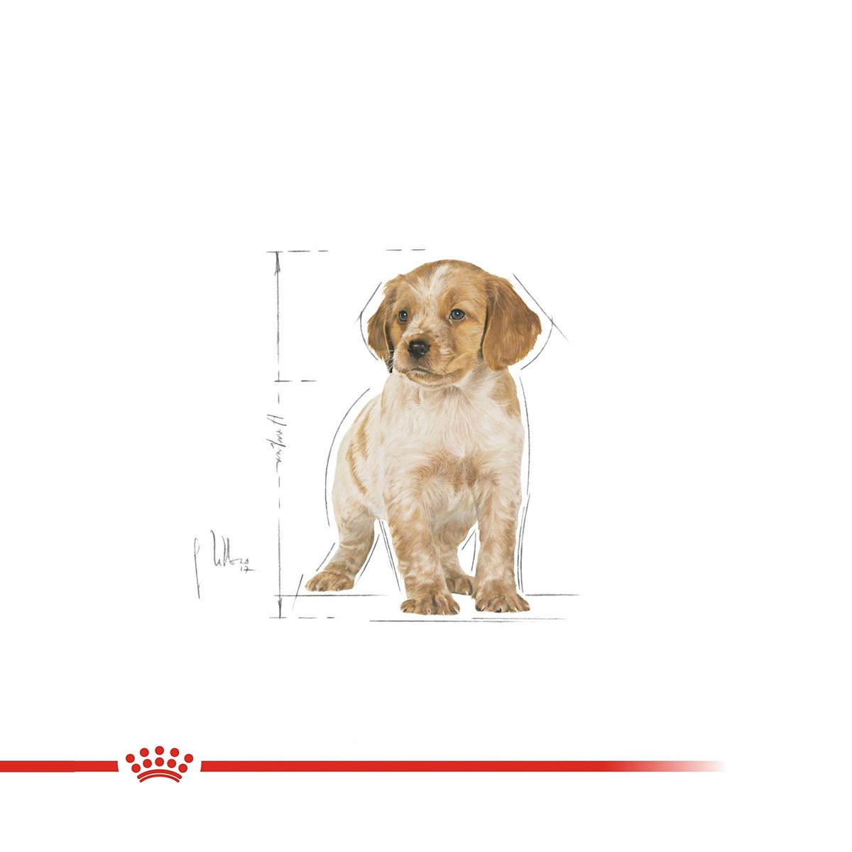 Royal Canin Medium Puppy Dry Dog Food