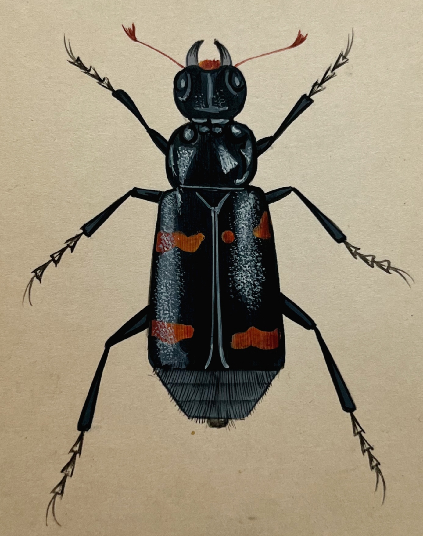 Insects Painting On Antique card