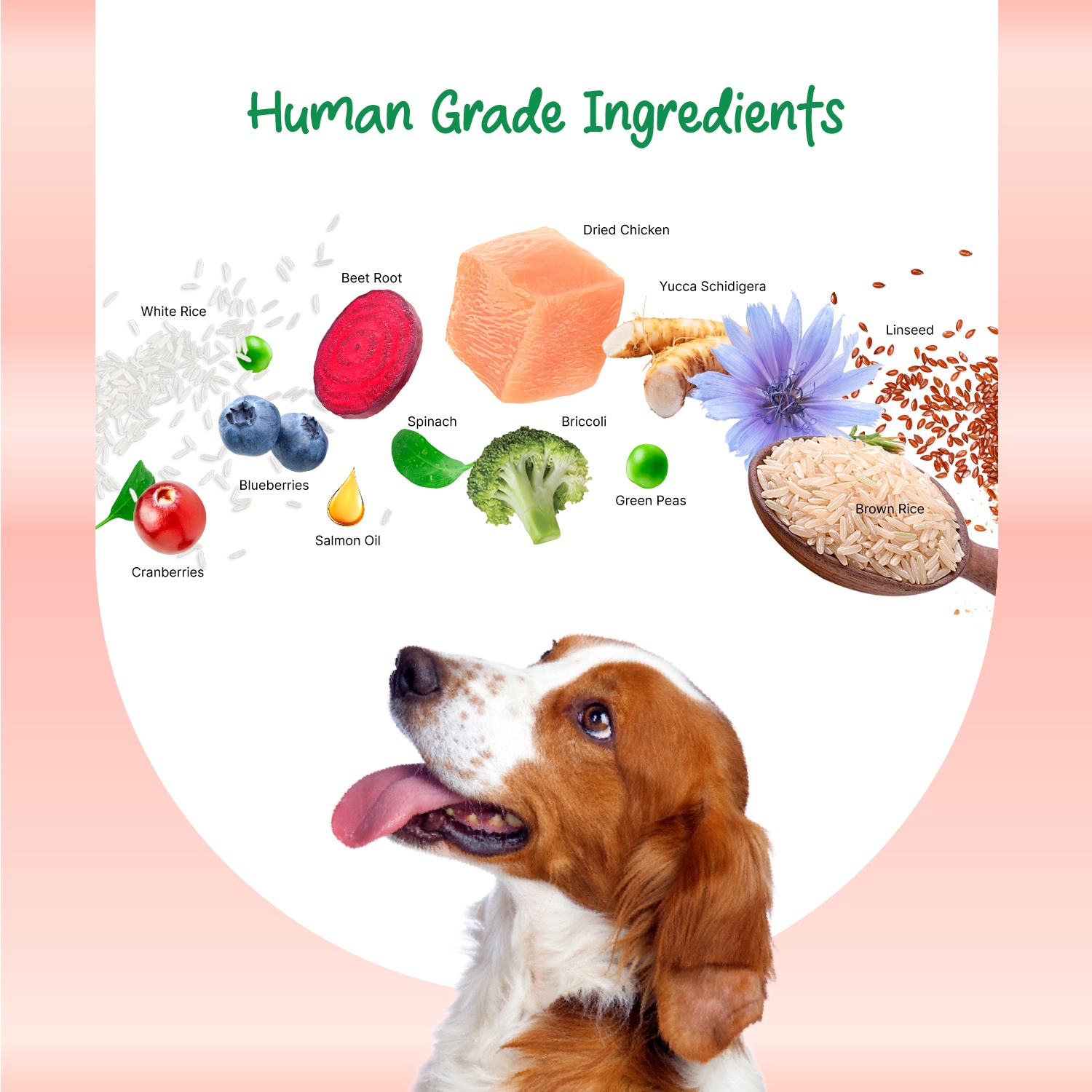 Well Fed Beneficial Grain Chicken and Veggies Dry Food for Dogs