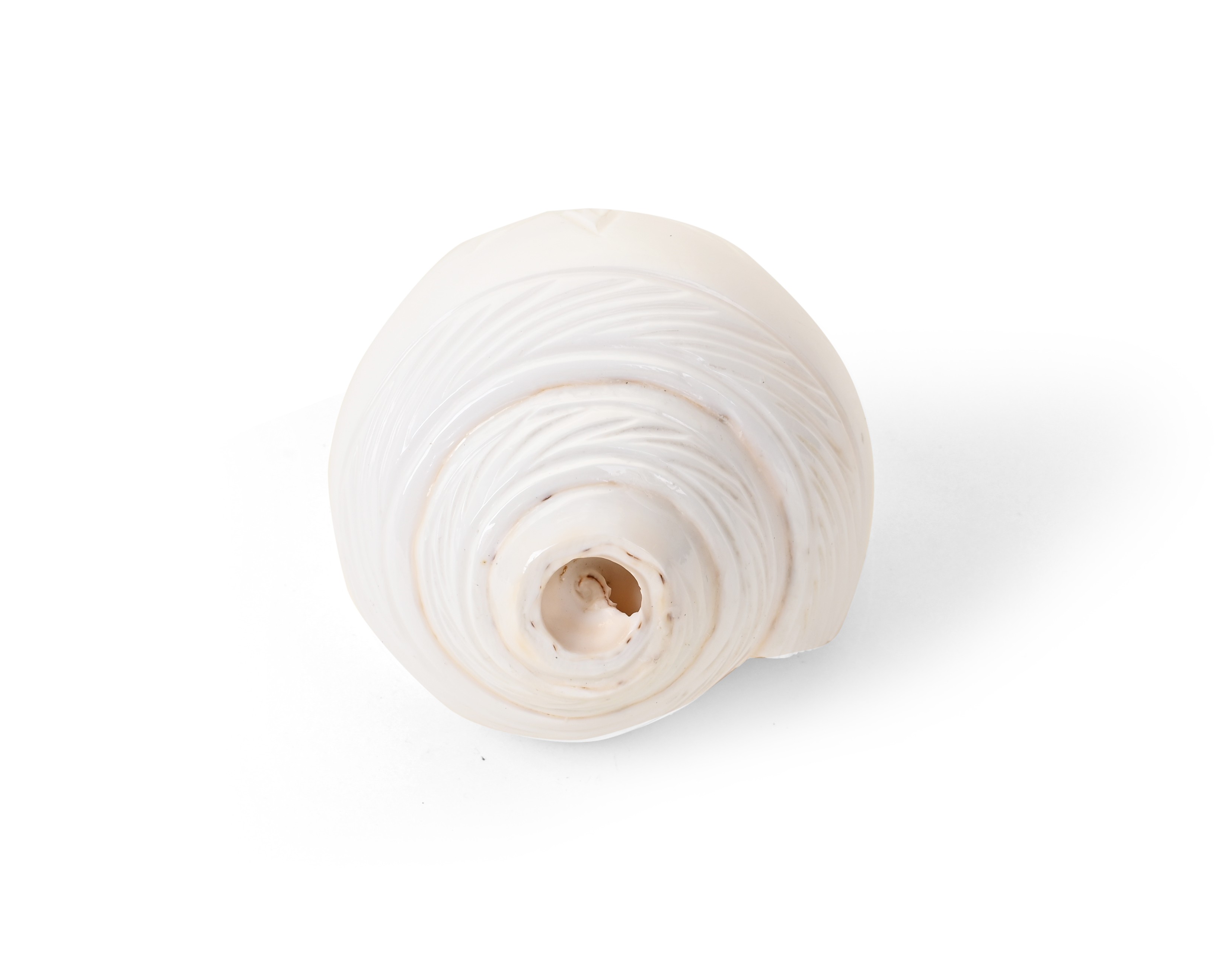 Genuine Quality Shankh