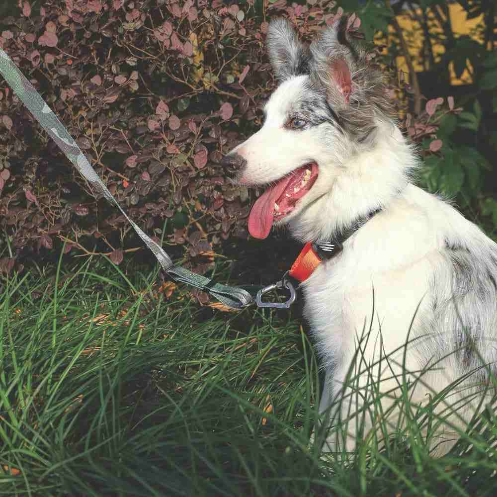 M-Pets Wild Jungle Collar for Dogs
