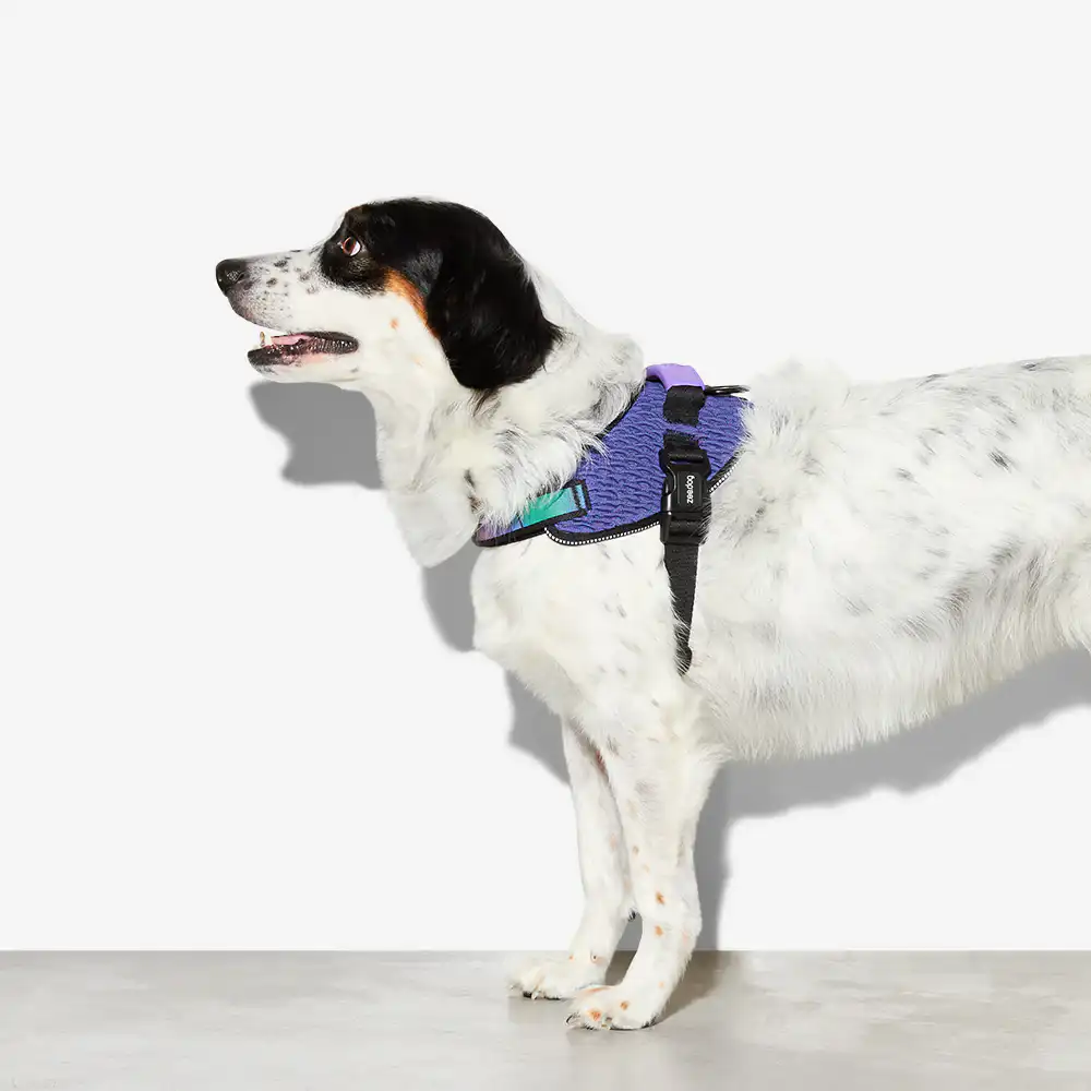Zee.Dog Fly Harness Wicked for Dogs