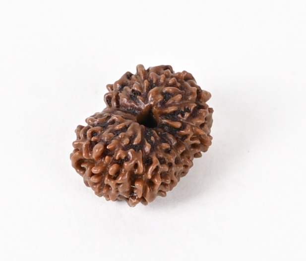 Shiv Ratan Kendra 14 Mukhi Nepali Origin Special Quality Rudraksha Bead- Awakens Spirituality & Enhances Concentration