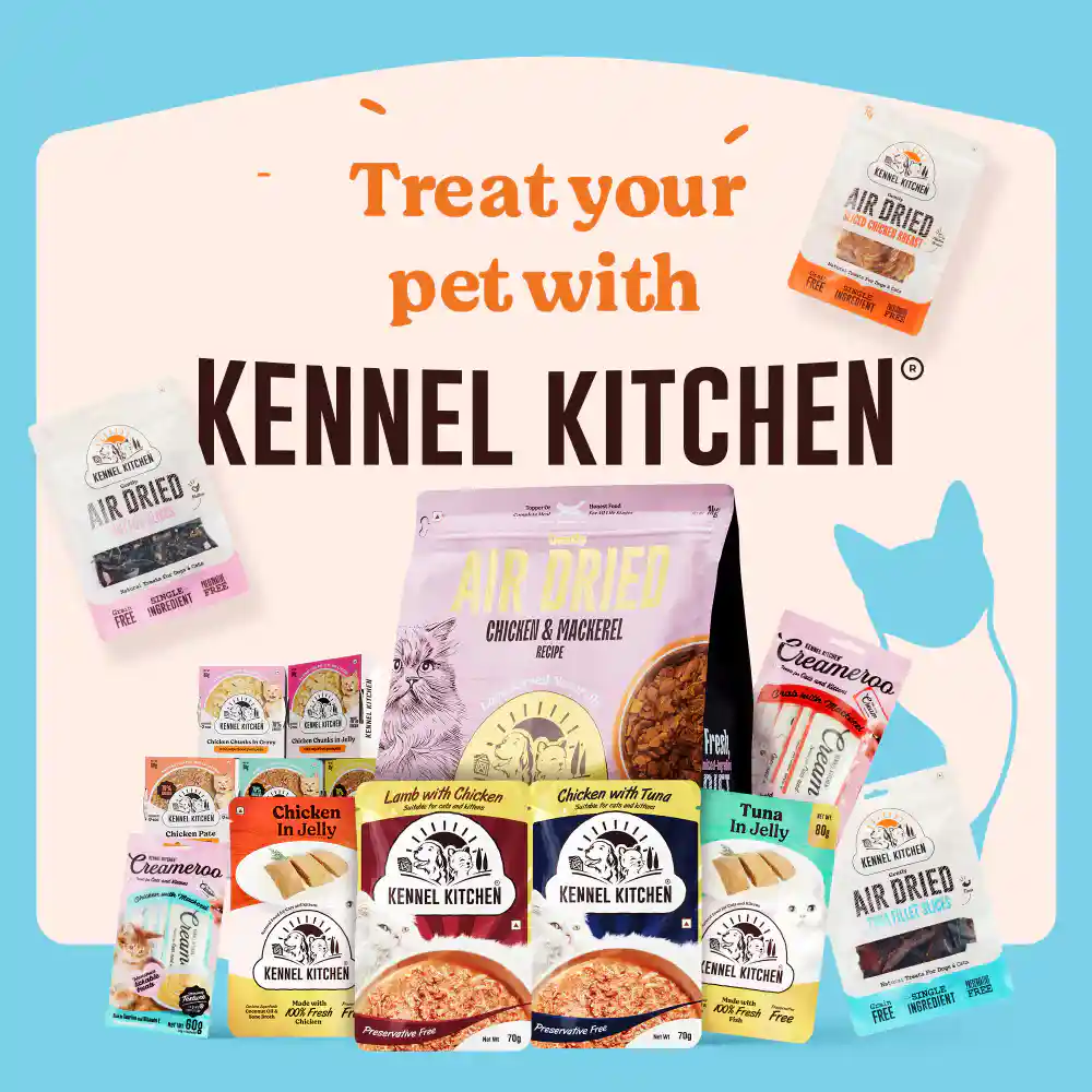 Kennel Kitchen Fish Chunks in Gravy Kitten and Adult Cat Wet Food, 80 g