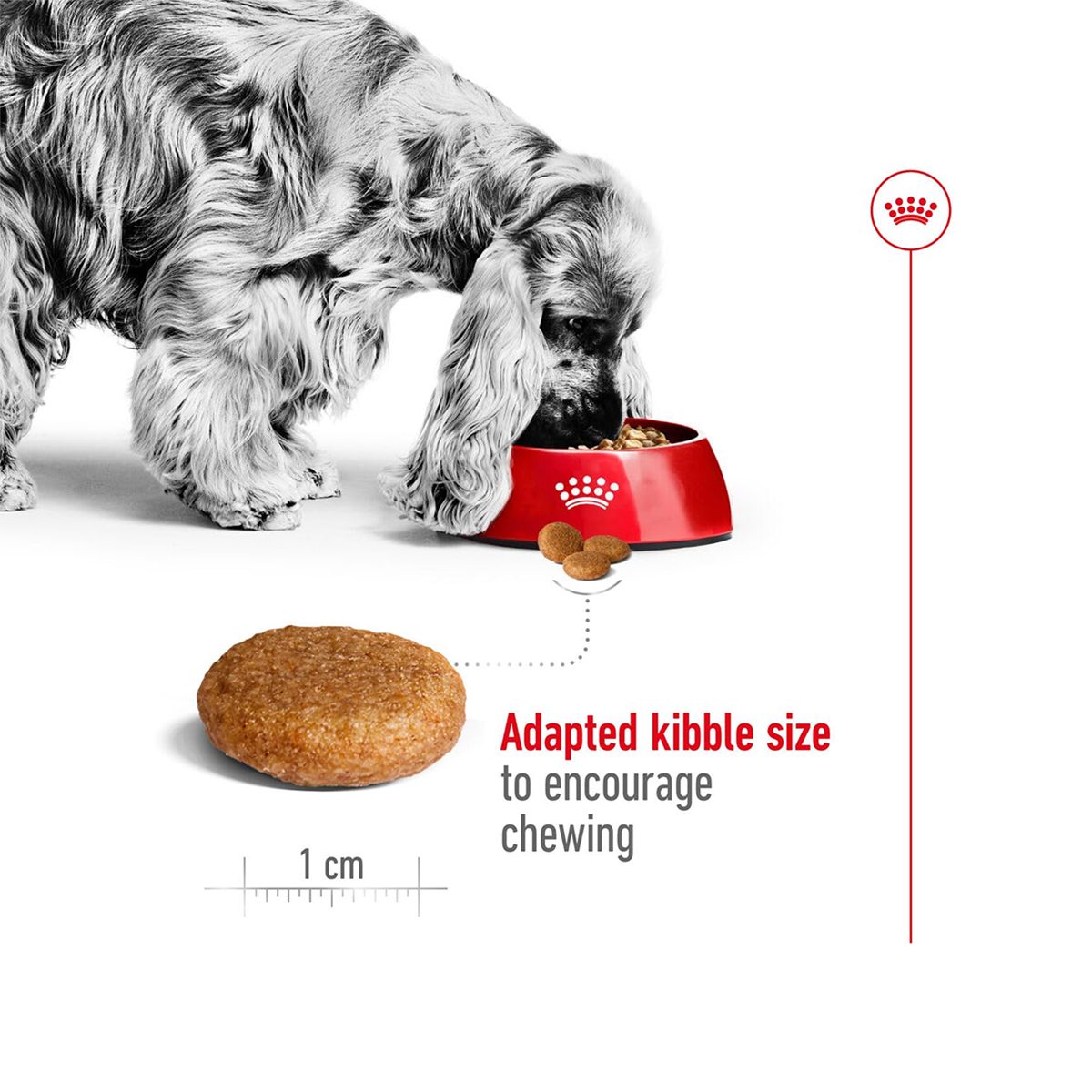 Royal Canin Medium Adult 4 Kg – (Best Before Jan’26)