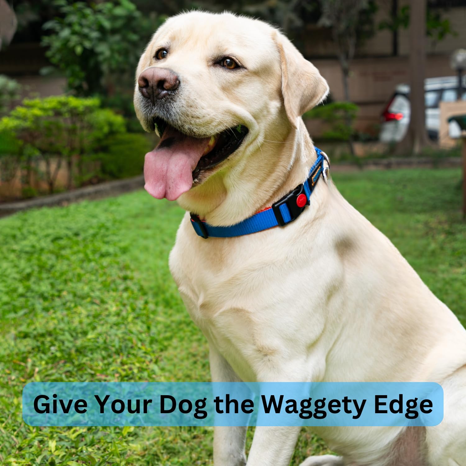 Waggety Padded Dog Collar, Blue