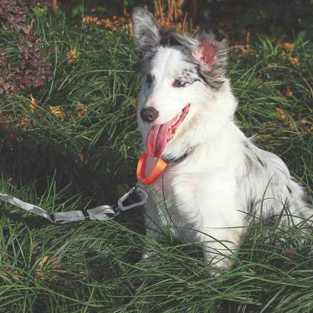 M-Pets Wild Jungle Collar for Dogs