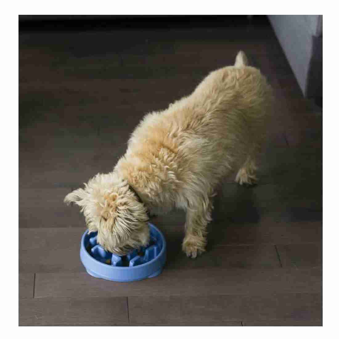 Outward Hound Mini Breed Slow Feeder Dog Bowl
